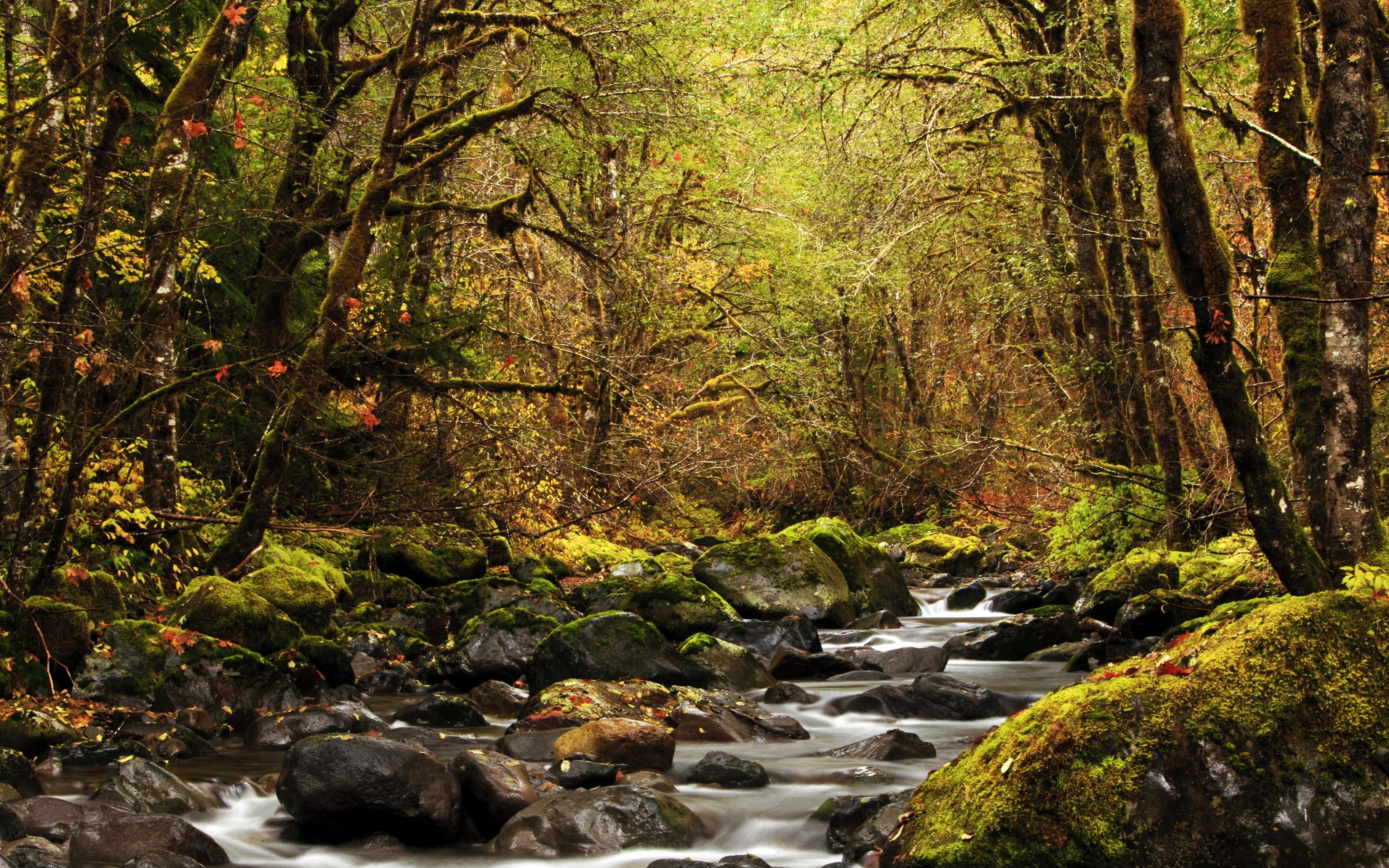 River In The Forest Wallpapers - Wallpaper Cave