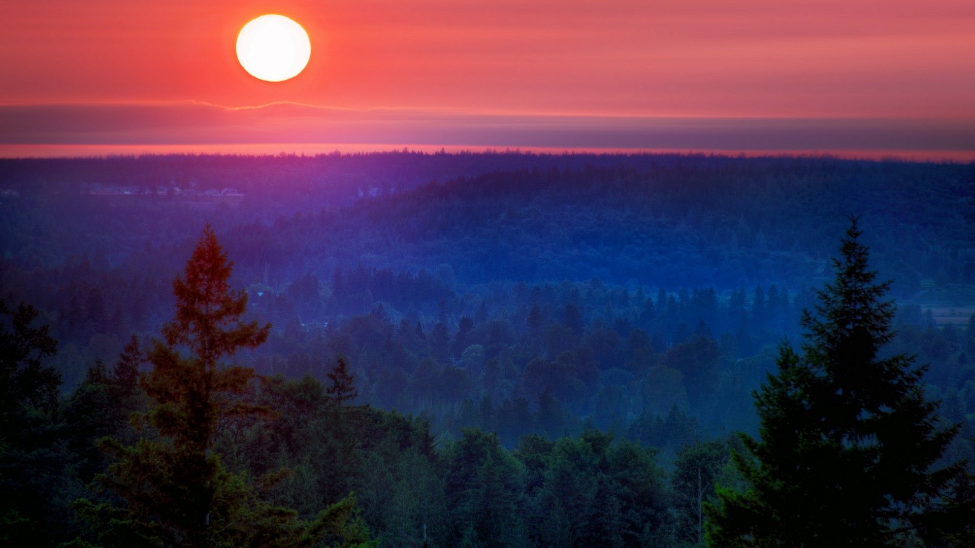Sunset Forest Images - Free Download on Freepik