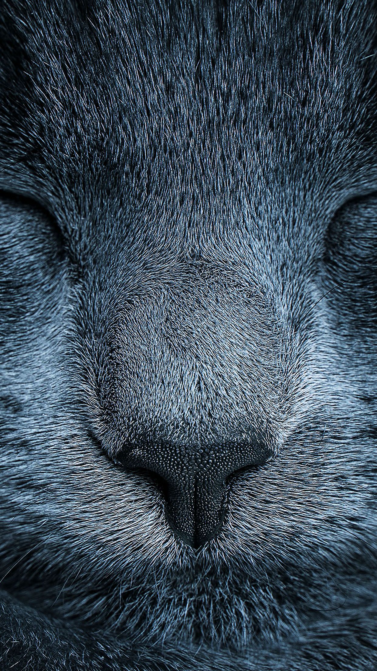 Sleeping Cat Eyes Closed Grey Close Up Android Wallpaper free download