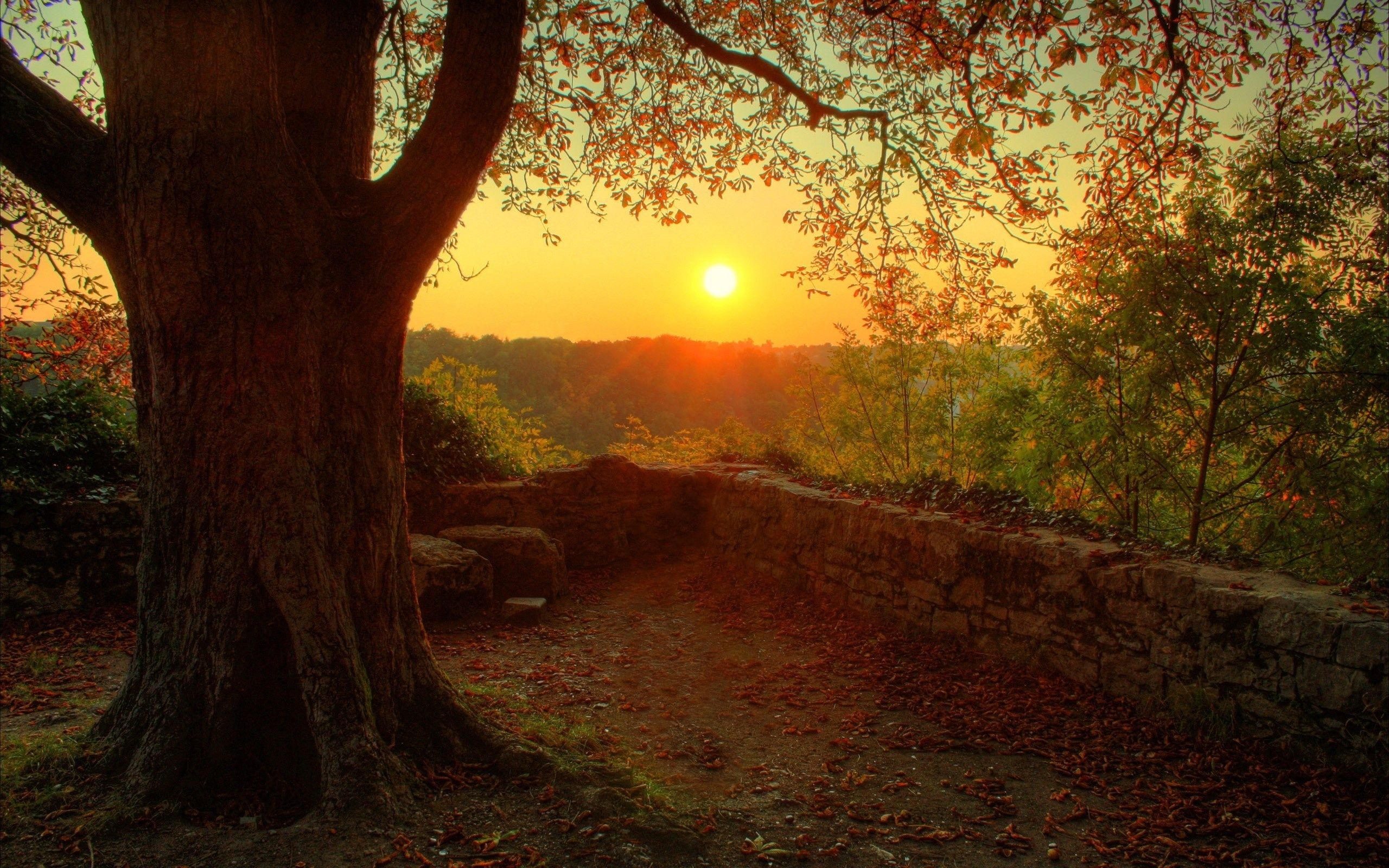Forest Sunset Wallpapers - Wallpaper Cave
