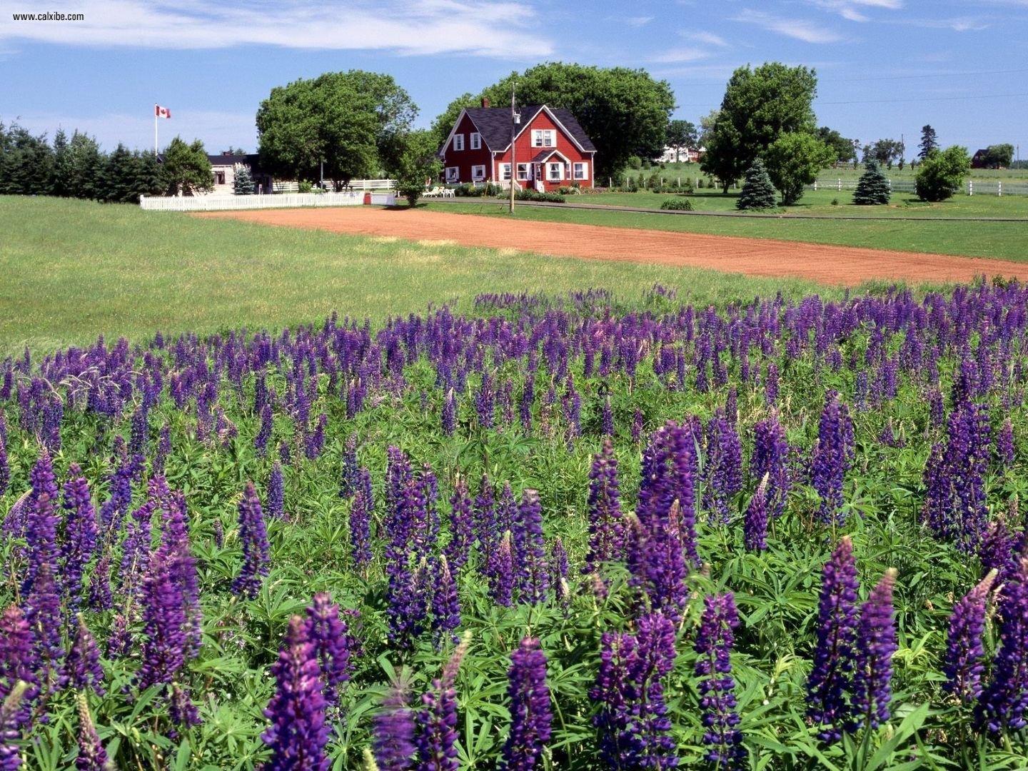 Nature: Lupines Kings County Prince Edward Island Canada, picture