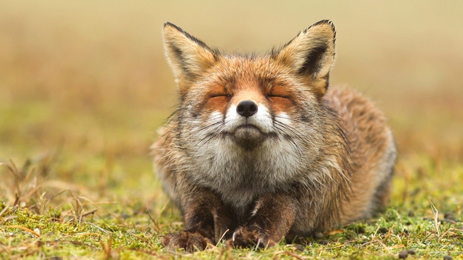 fox, Animals, Closed Eyes Wallpaper HD / Desktop and Mobile Background