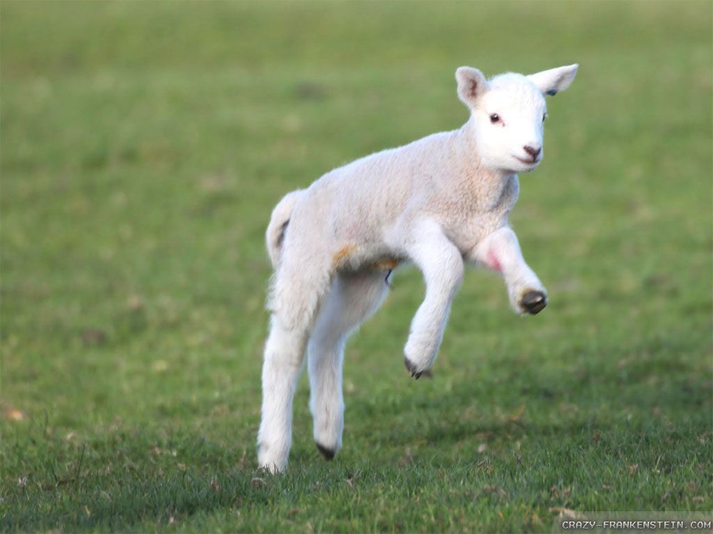 Free download Wallpaper Joyful Spring lambs wallpaper 1024x768