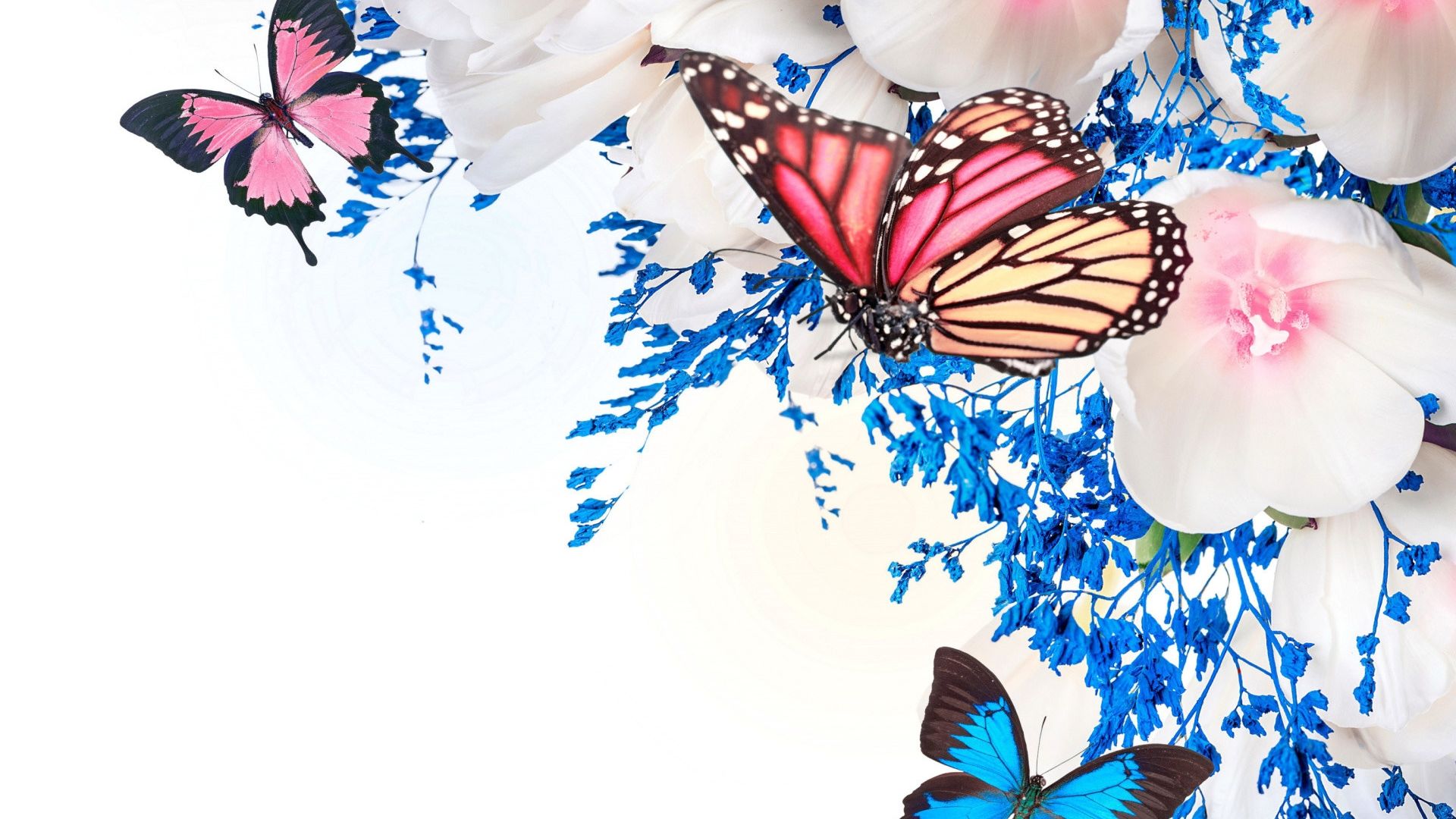 Free download 68 Butterfly Desktop Wallpaper [1920x1200] for your Desktop, Mobile & Tablet. Explore Desktop Background Butterflies. Butterflies Wallpaper, Butterflies Background, Wallpaper Butterflies