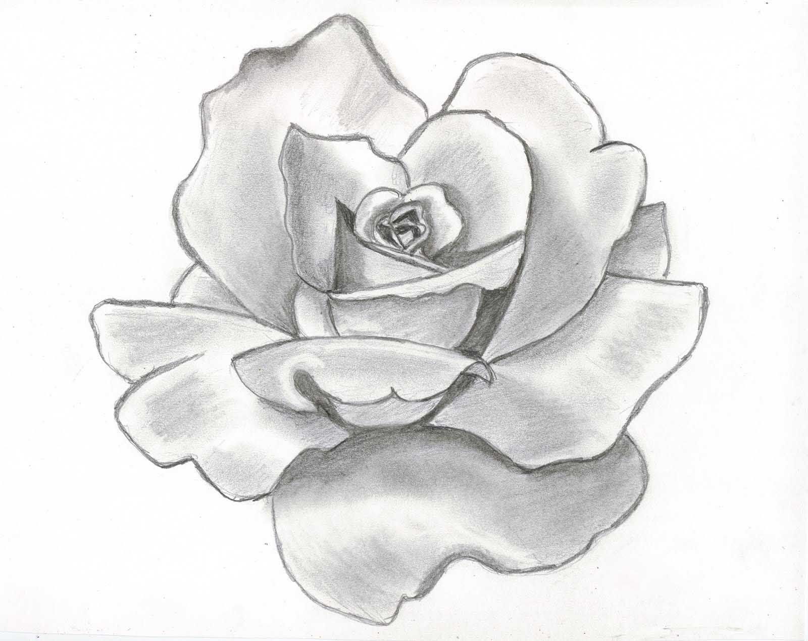 drawing beautiful roses. Rose Flower Drawing Wallpaper. Roses