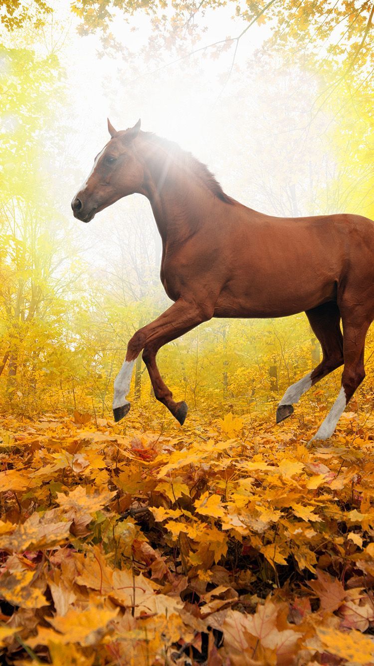 HORSE ART ANIMAL FALL LEAF MOUNTAIN RED WALLPAPER HD IPHONE