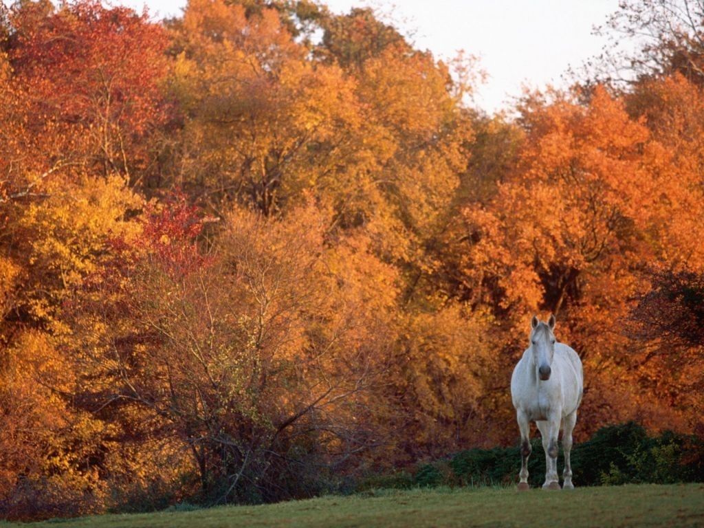 Autumn Horse Picture Wallpaper