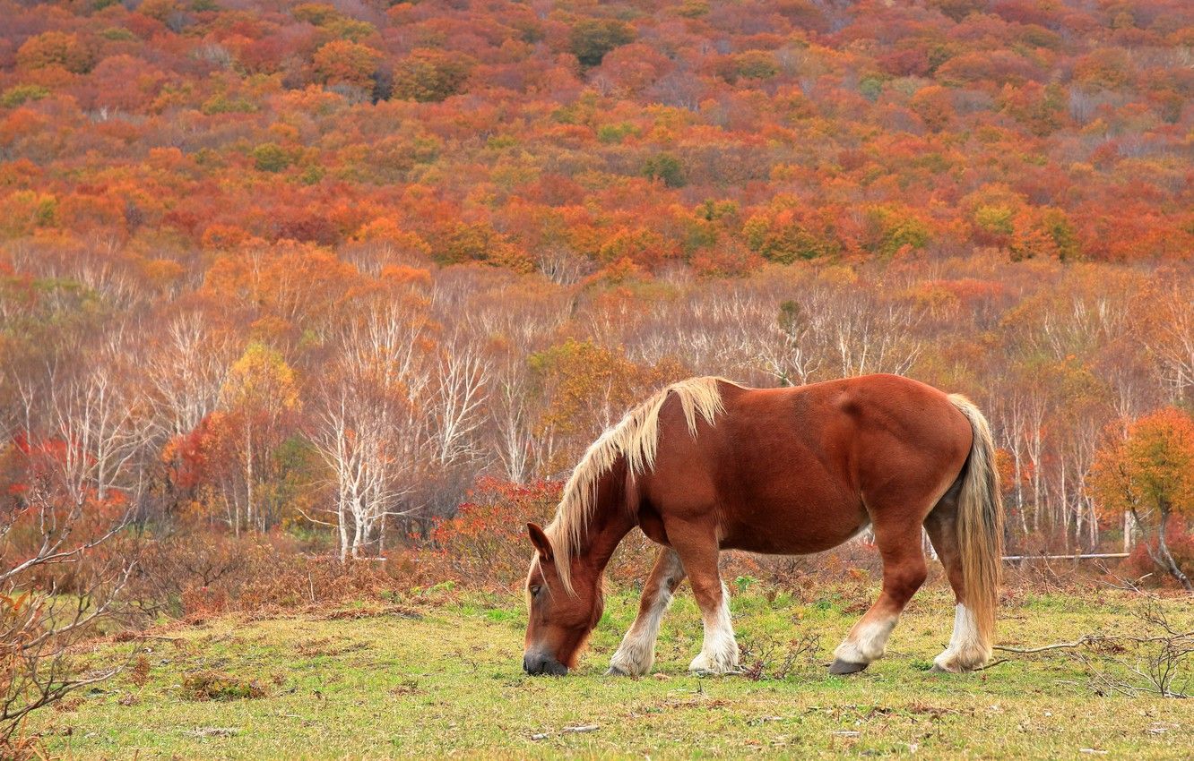 Wallpaper autumn, trees, nature, horse, horse, slope, pony, red