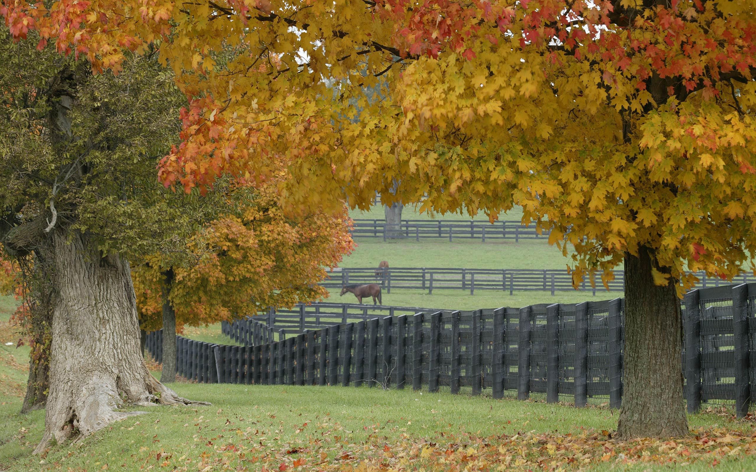 Autumn I want. Farm picture, Fall wallpaper, Horse farms