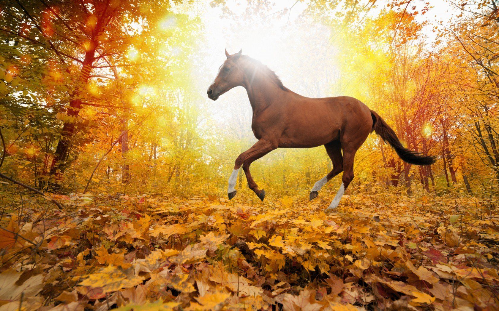 nature forest leaves fall horse free desktop background