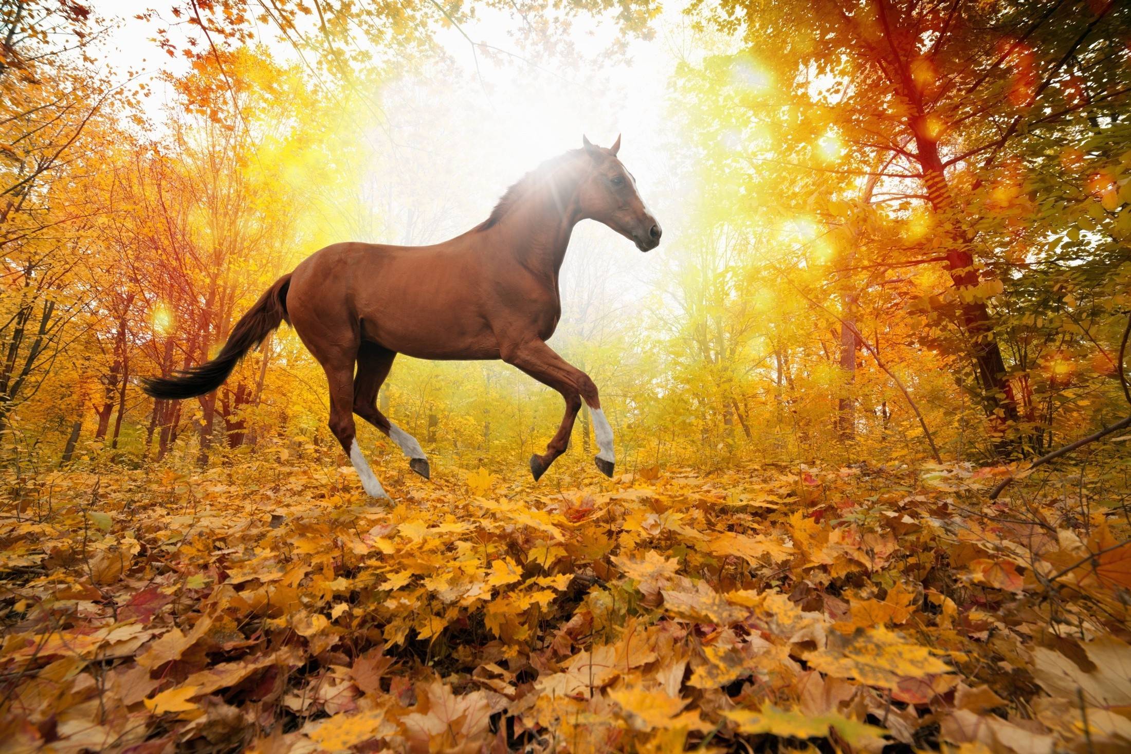 Autumn Horse Wallpaper Free Autumn Horse Background