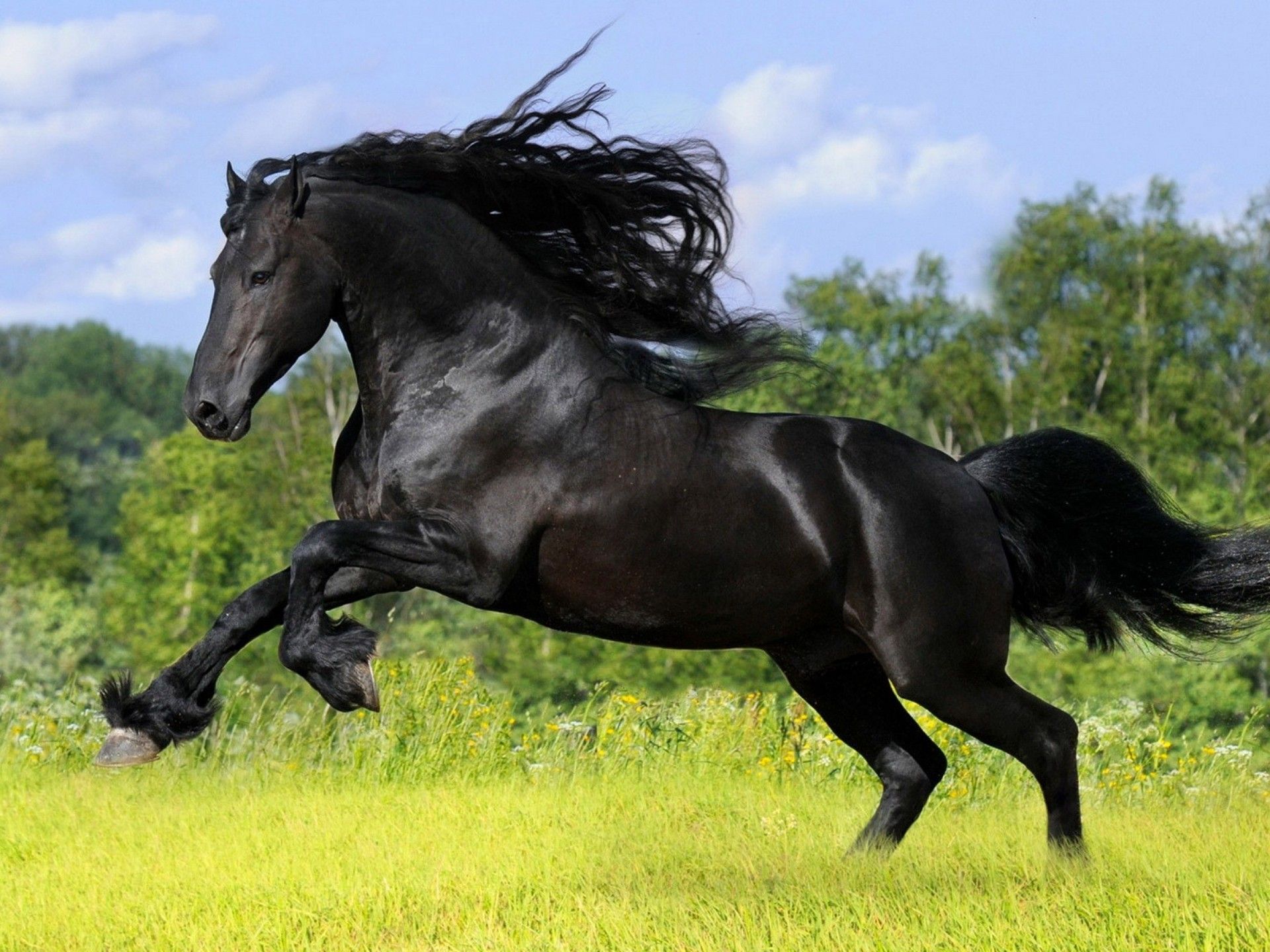 Black Horse Autumn Wallpapers - Wallpaper Cave