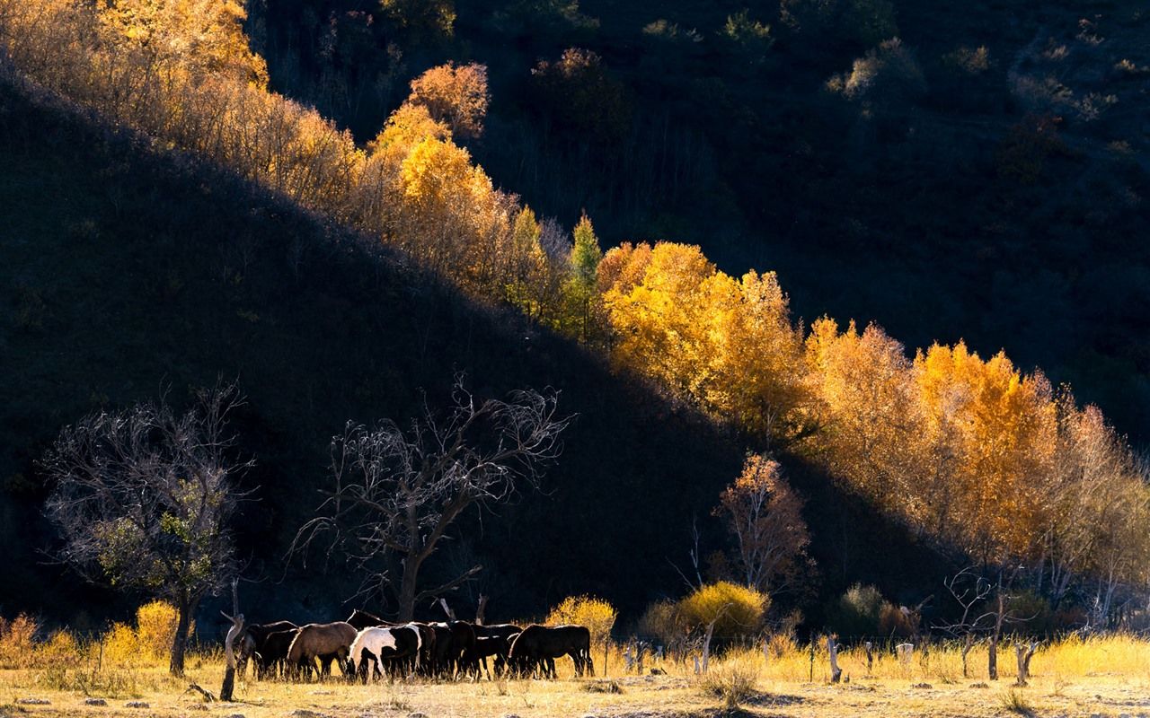 Wallpaper Autumn, trees, horses 1920x1200 HD Picture, Image