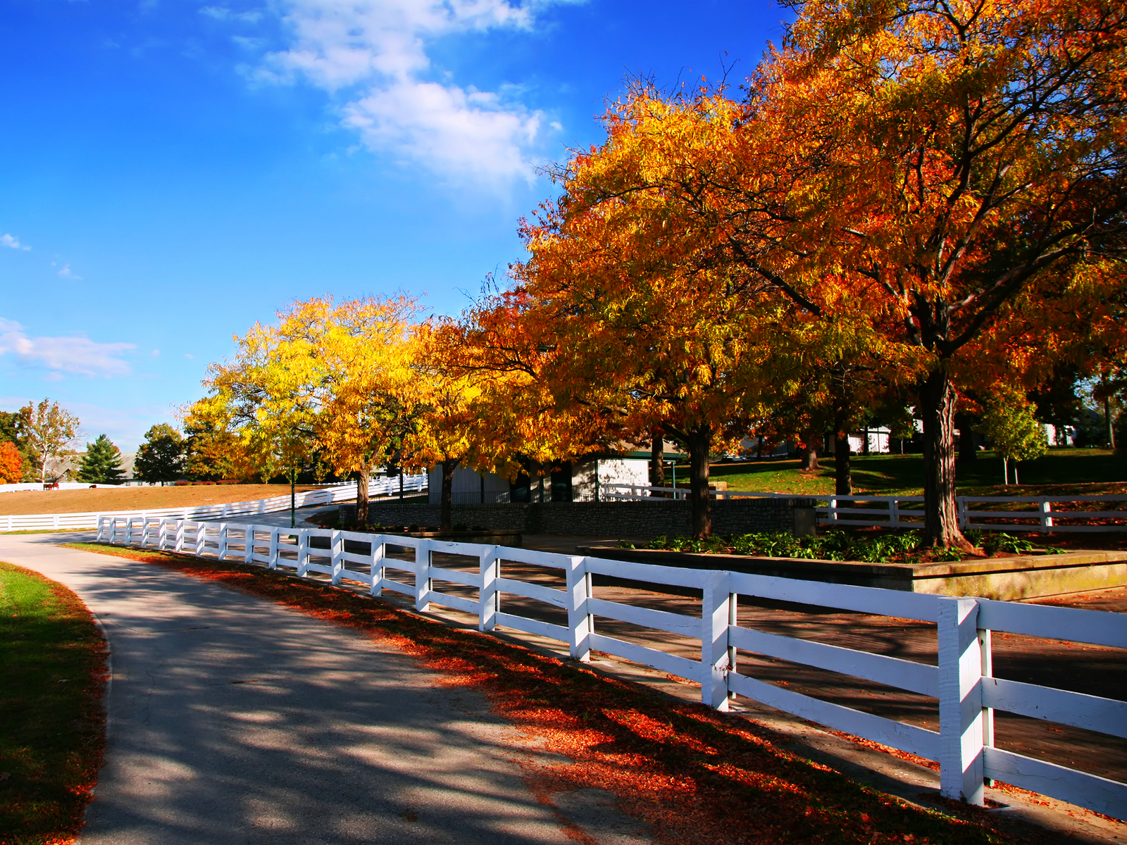 Fall Horse Wallpaper