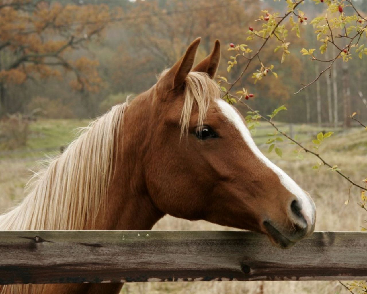 Fall Horse Wallpaper