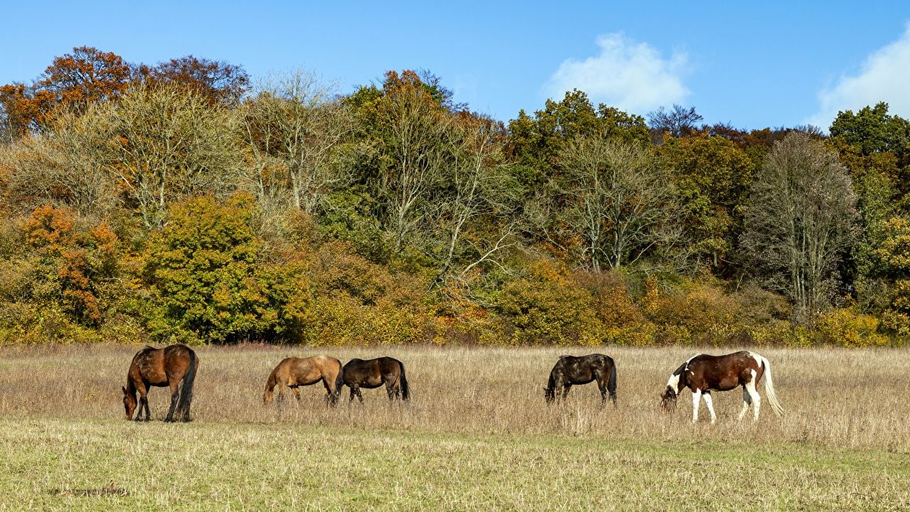Photo Horses United Kingdom Bradenham Estate Nature Autumn Trees