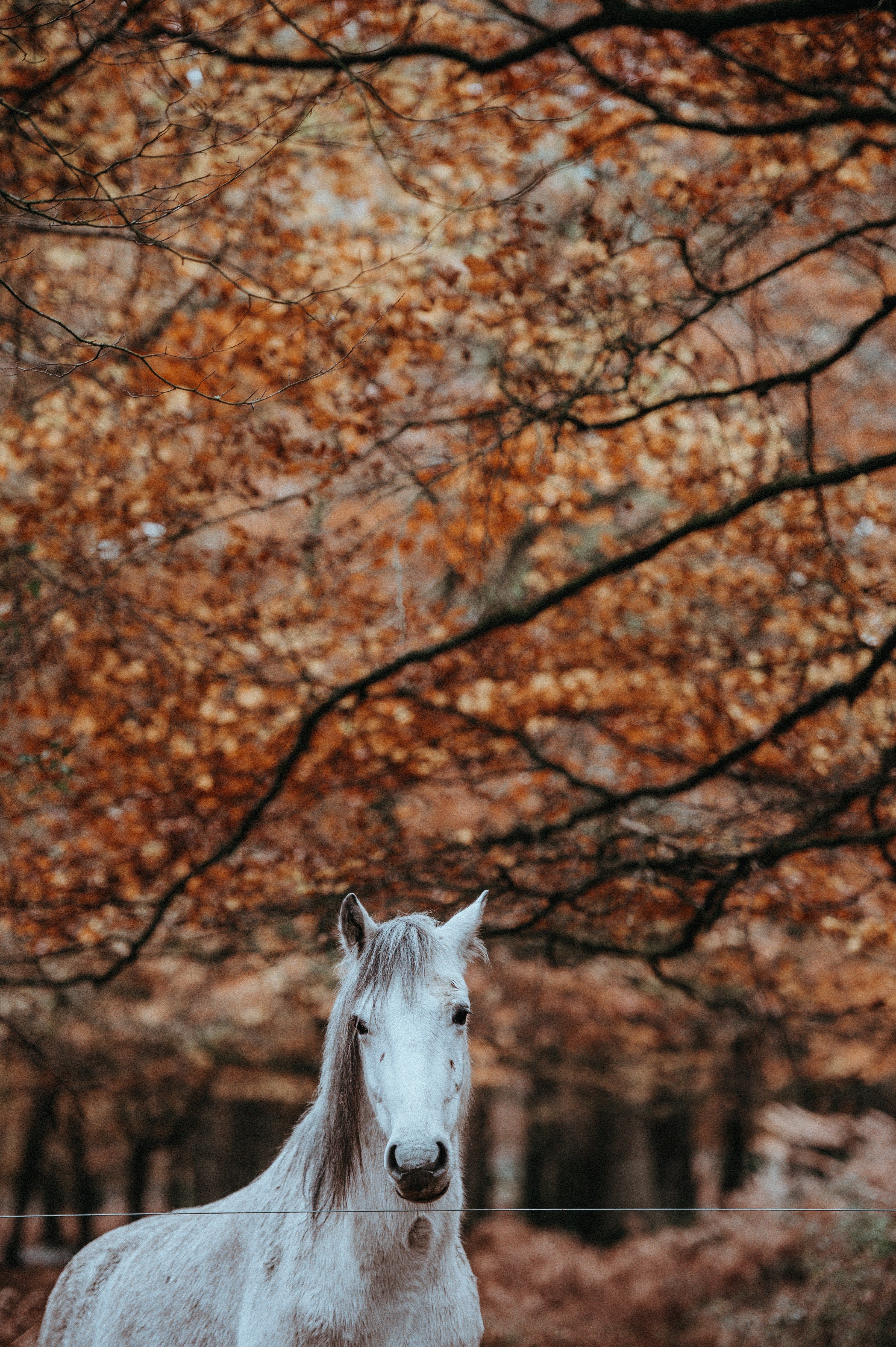 Wallpaper / white horse in autumn 4k wallpaper