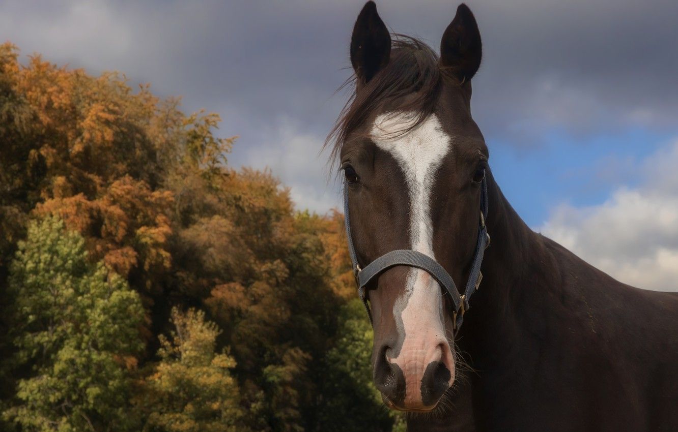 Wallpaper autumn, look, face, trees, horse, horse image