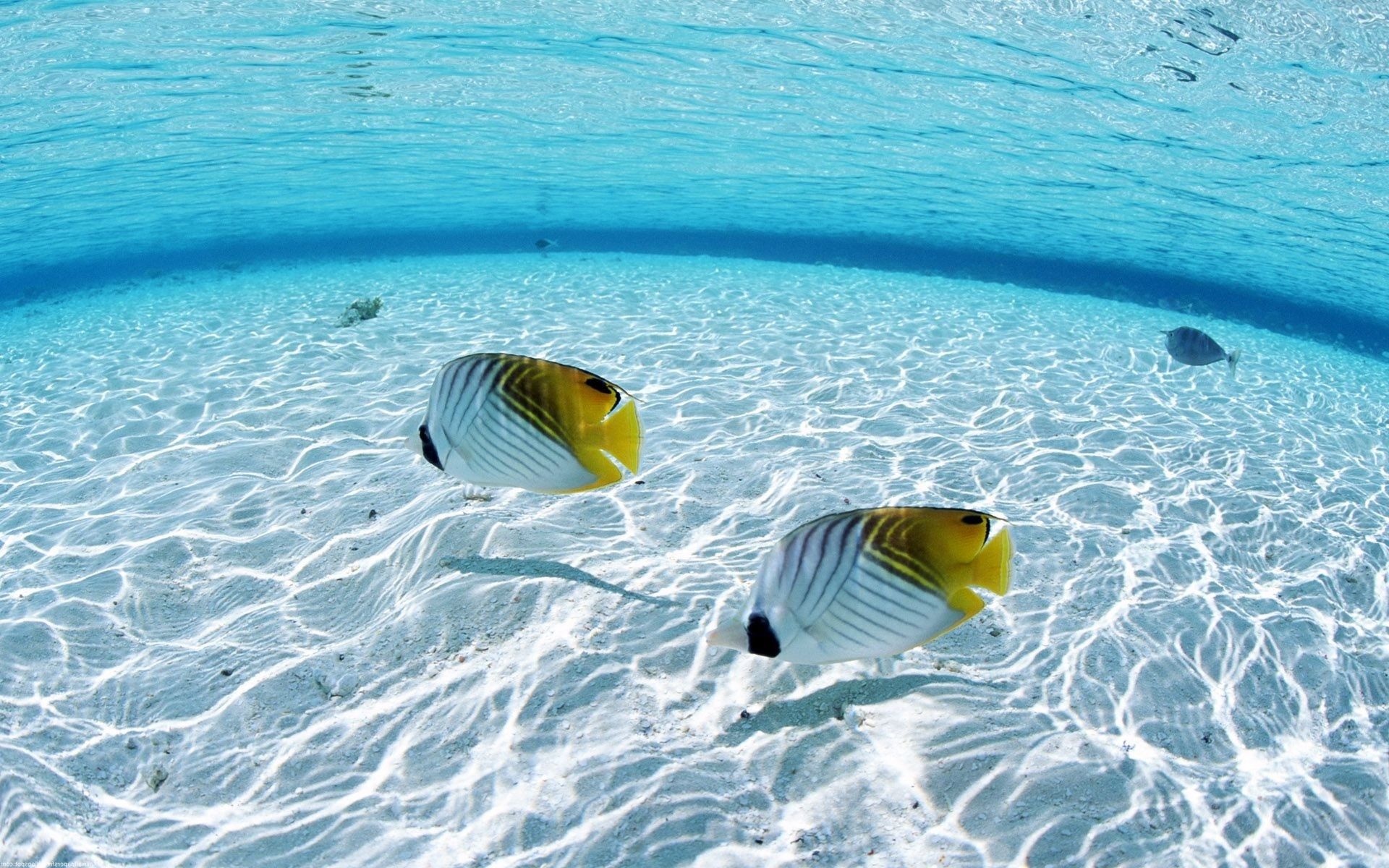 ocean, Fish, Seascapes Wallpaper HD / Desktop and Mobile Background