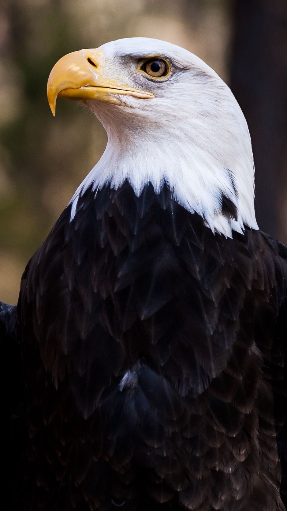 Wallpaper Bald Eagle, Eagle, Bird, Predator, Feathers