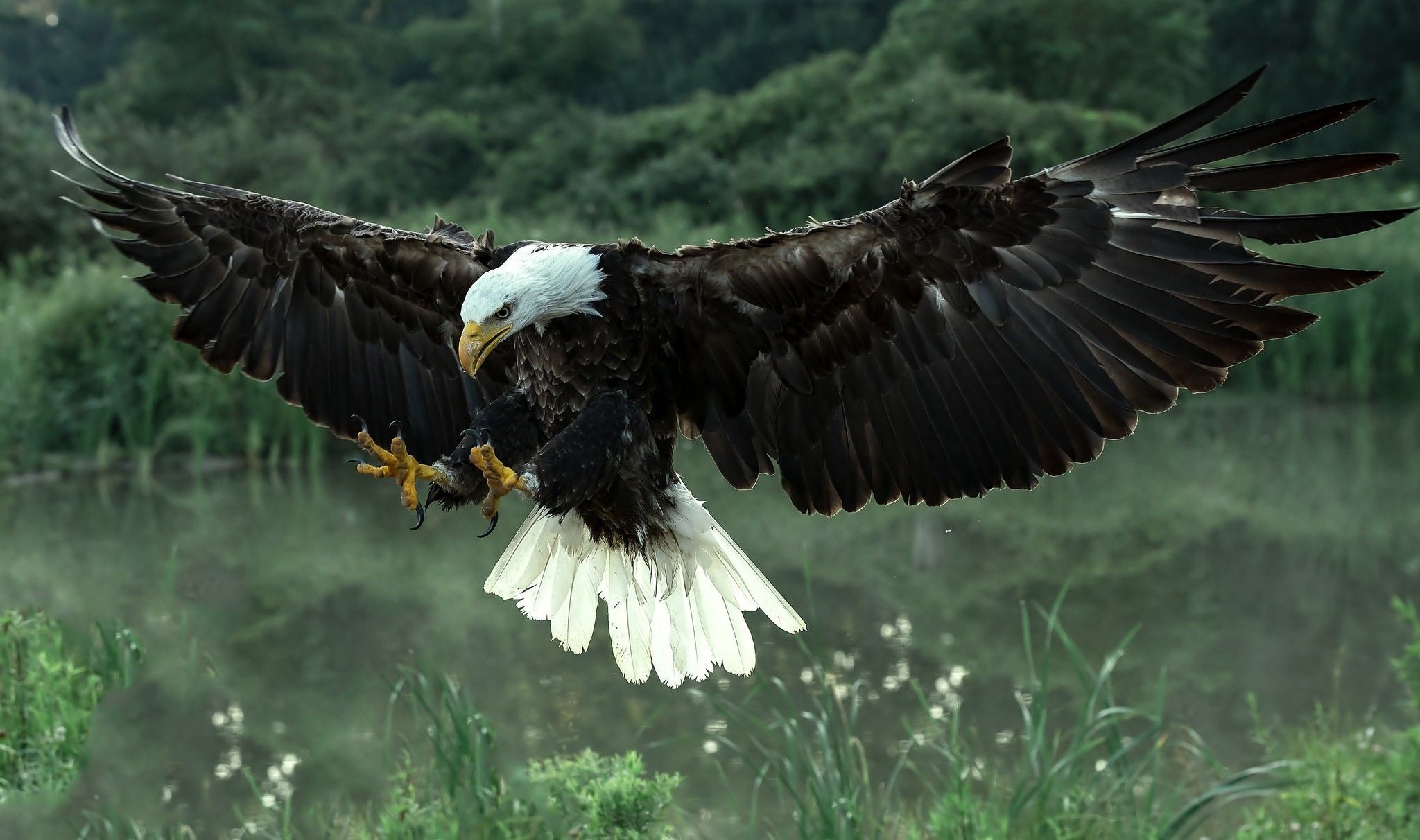 animals, Bald Eagle Wallpaper HD / Desktop and Mobile Background
