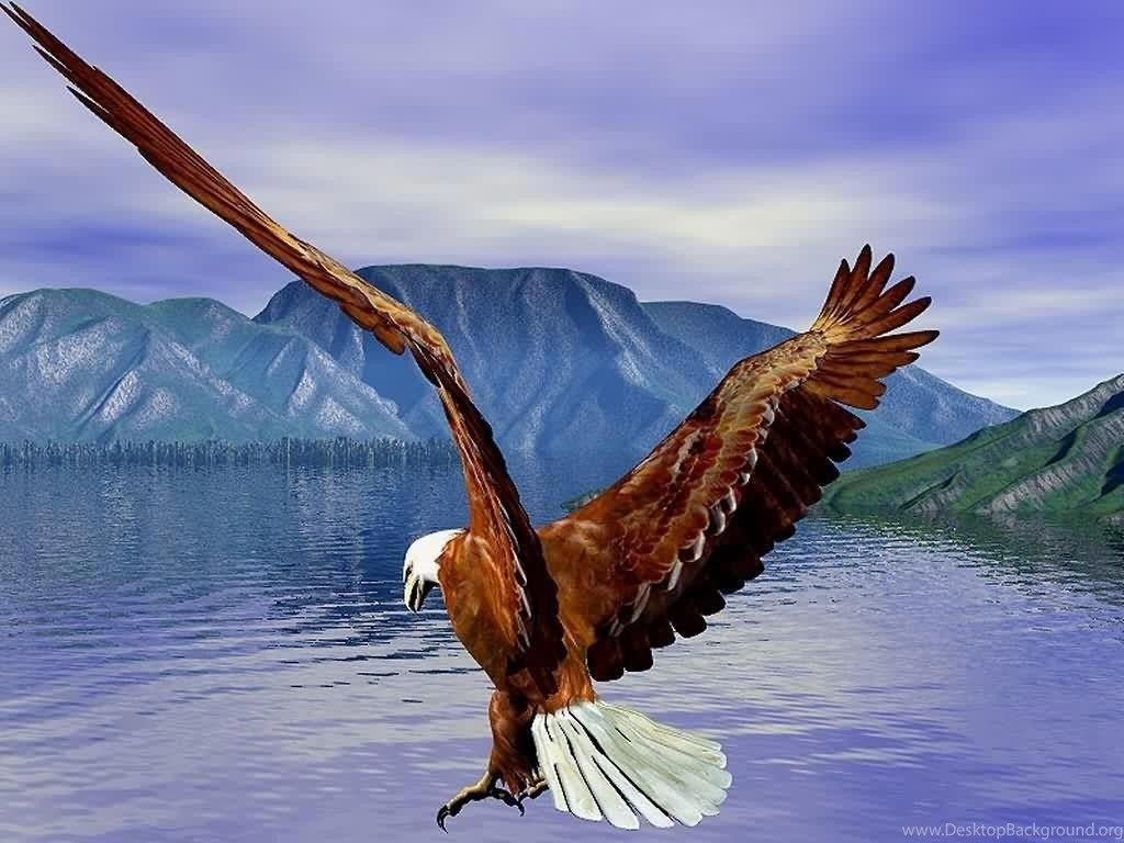 Flying Bald Eagle HD Wallpaper Free Download Desktop Background