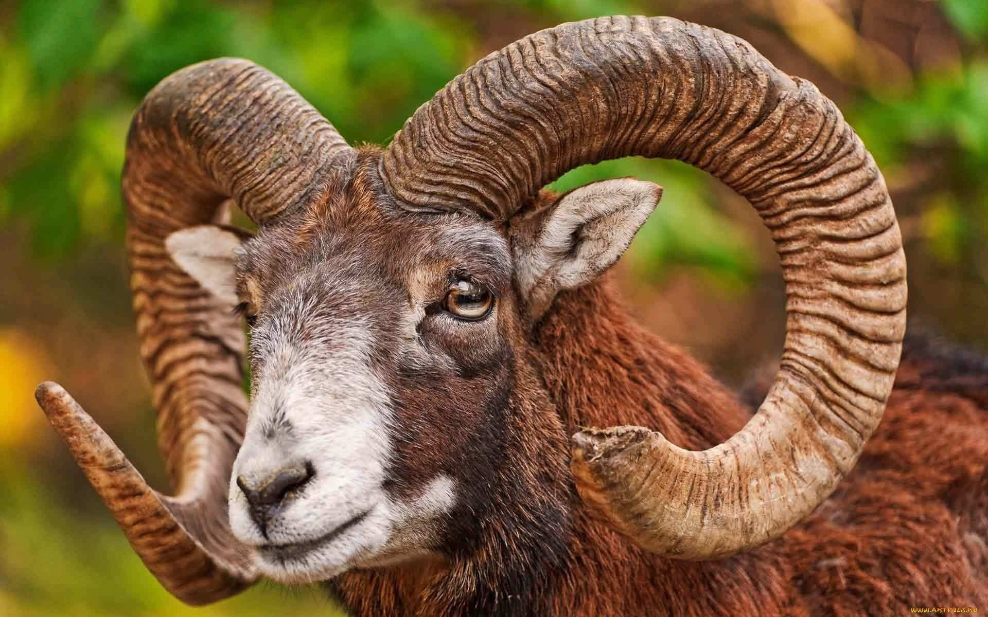 Bighorn Sheep HD Wallpaper and Background Image