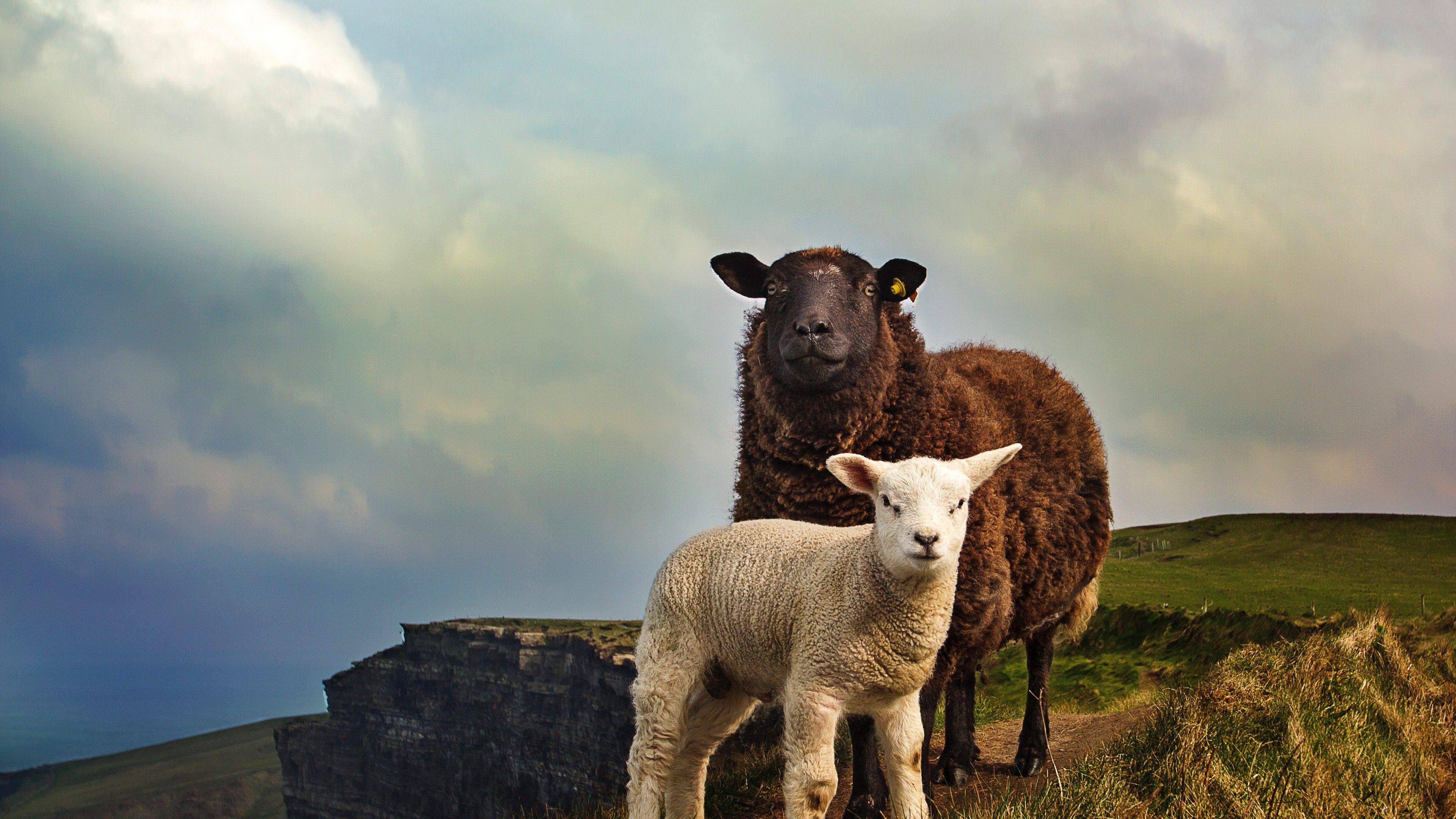 Cute Child Sheep with Mother 4K Wallpaper