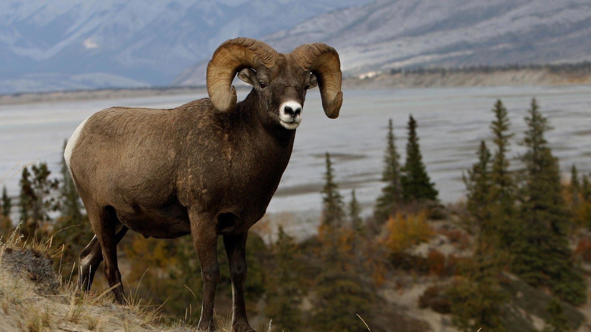 Animals mountains nature ram sheep 1920x1080, mountains, nature