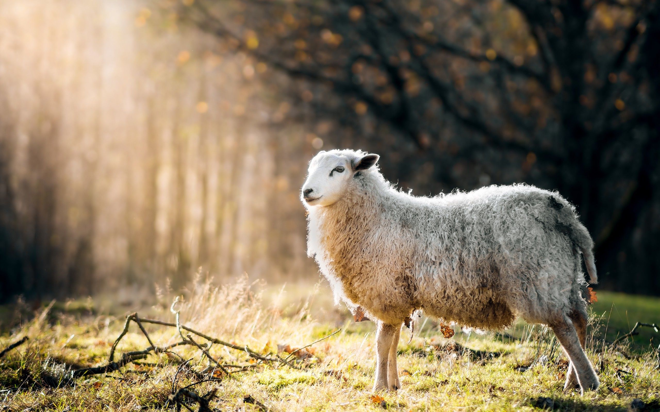 animals, Sheep, Sunlight, Grass, Nature Wallpaper HD / Desktop