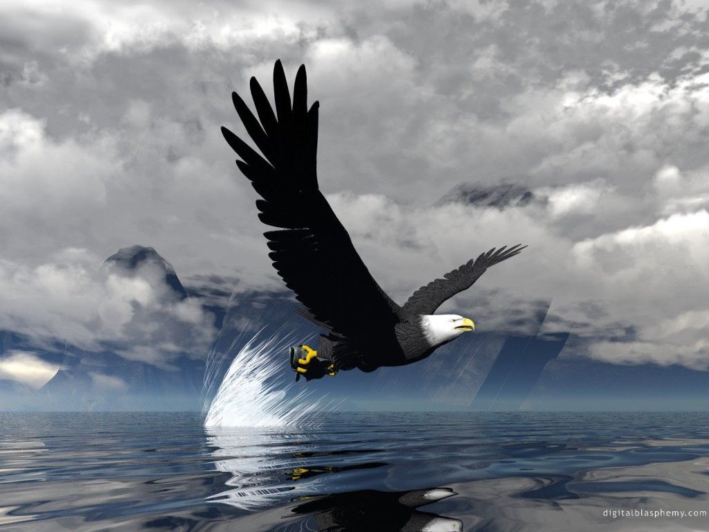 wallpaper bald eagle top image HD wallpaper full beautiful