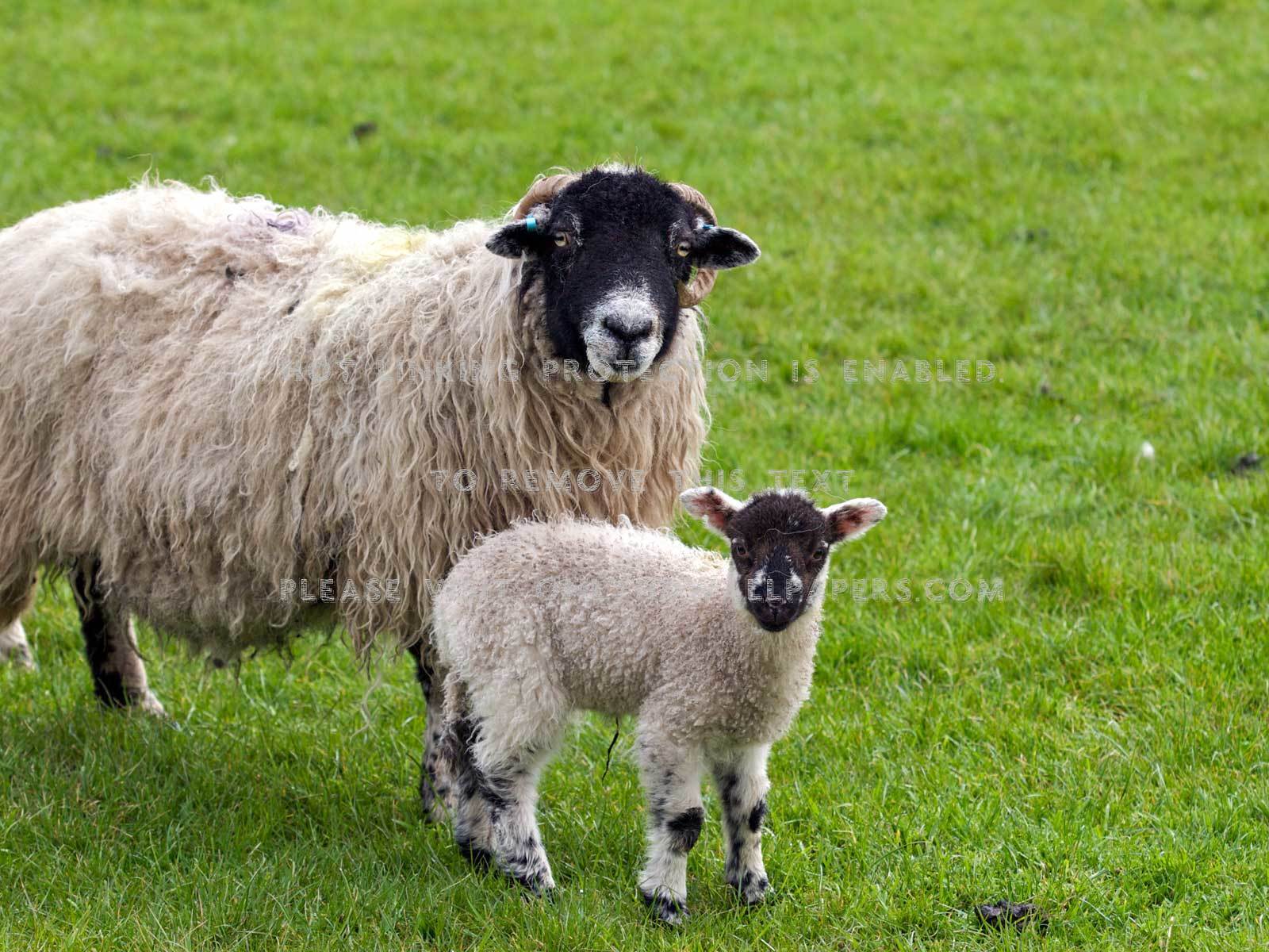 sheep lamb cute animal