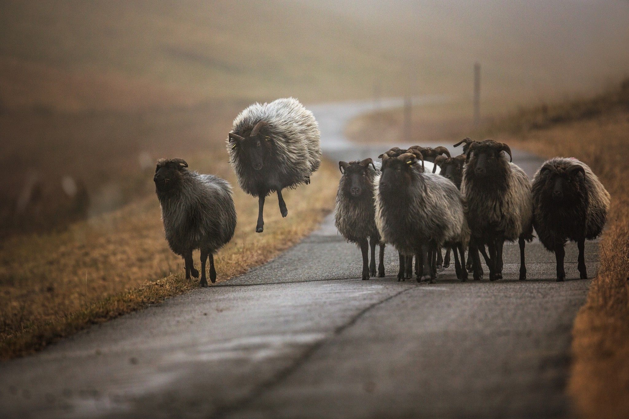 photography, Nature, Animals, Sheep Wallpaper HD / Desktop