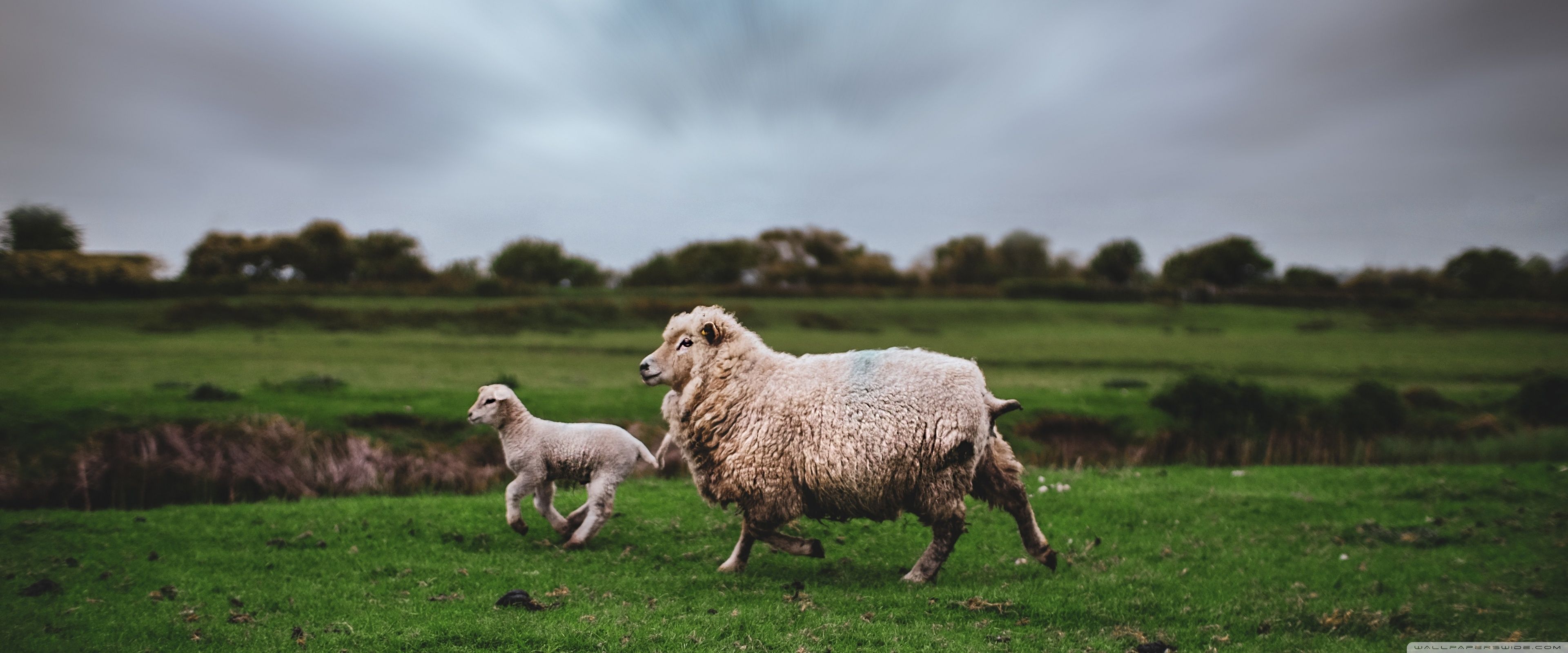 Sheep and Lamb Animals Running Ultra HD Desktop Background