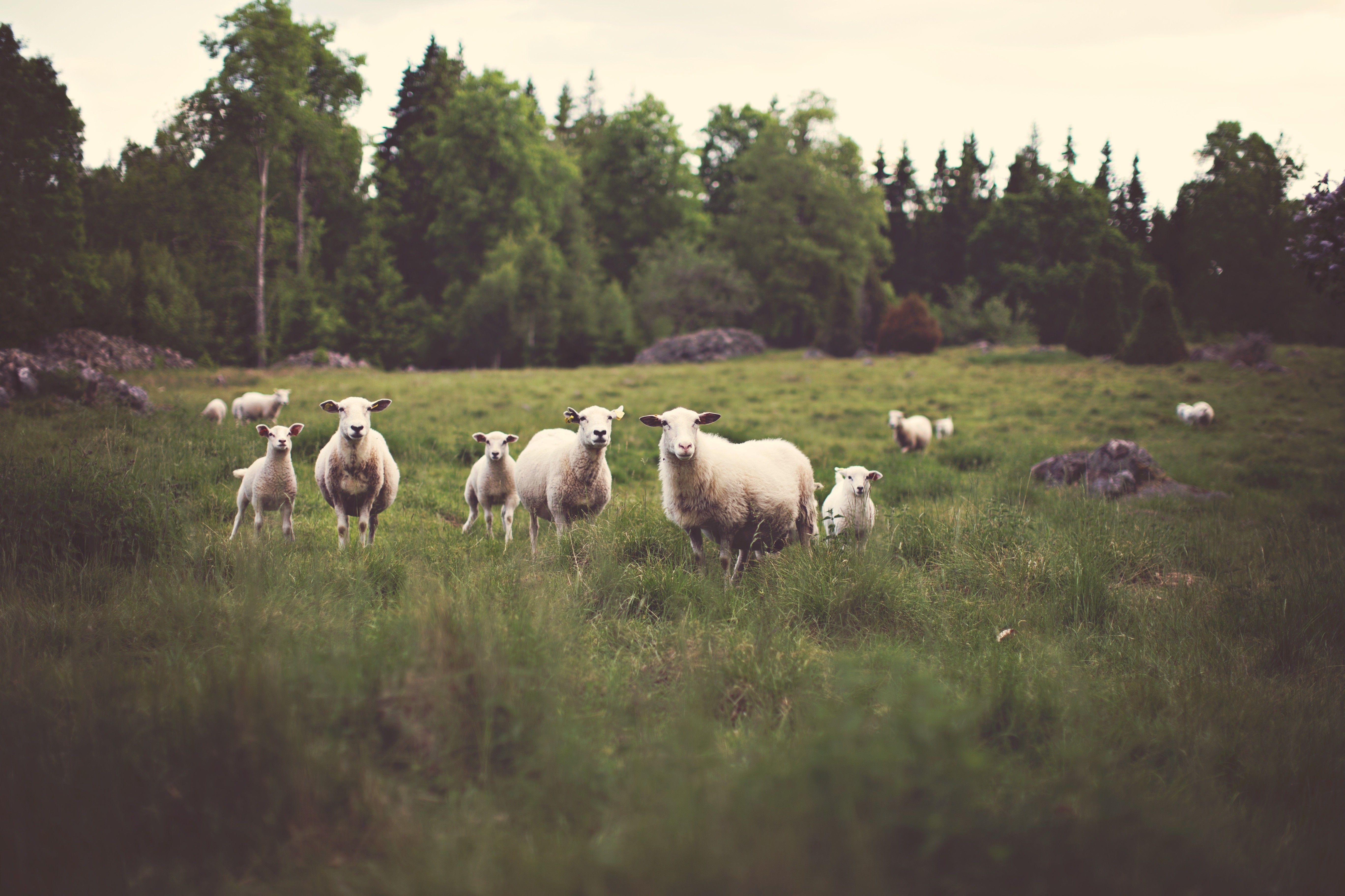 animals, Sheep Wallpaper HD / Desktop and Mobile Background