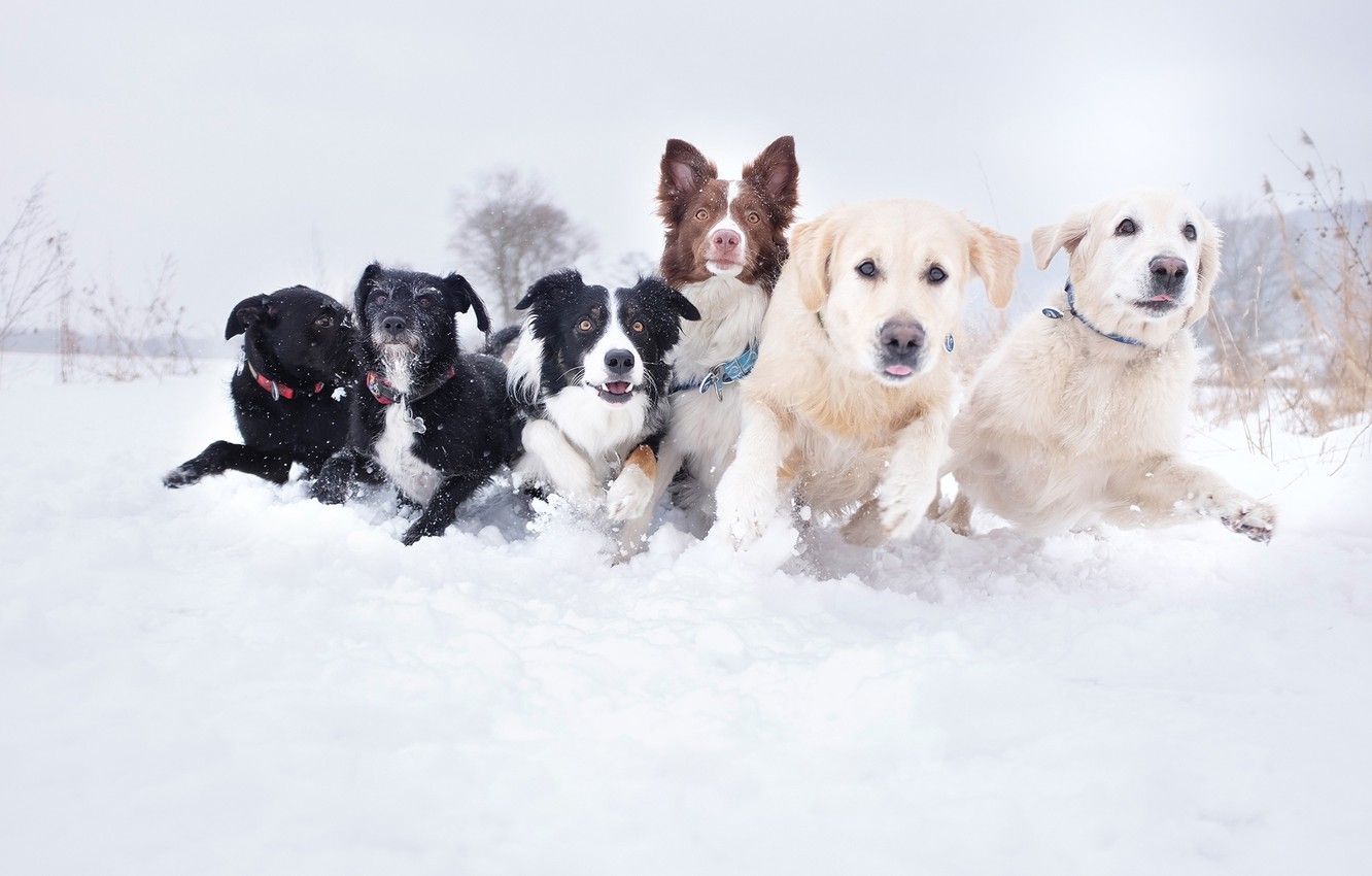 Wallpaper dogs, snow, photo, running, the snow, different, muzzle