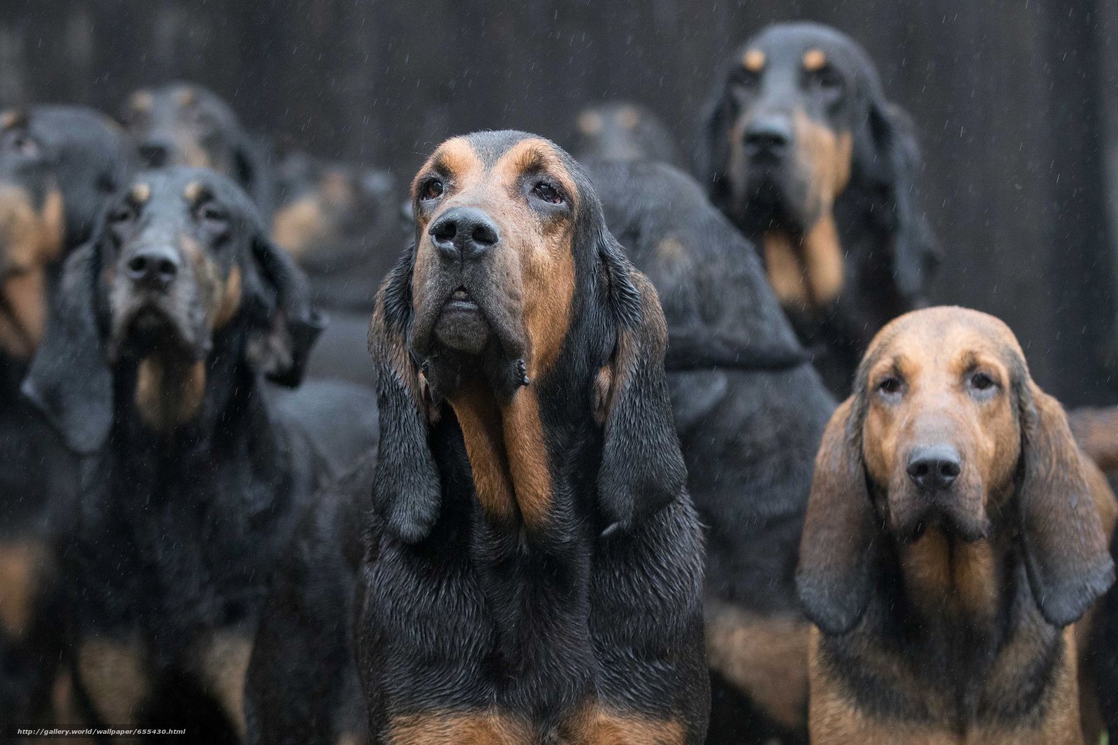 Download wallpaper Bloodhound, Dog, pack free desktop wallpaper