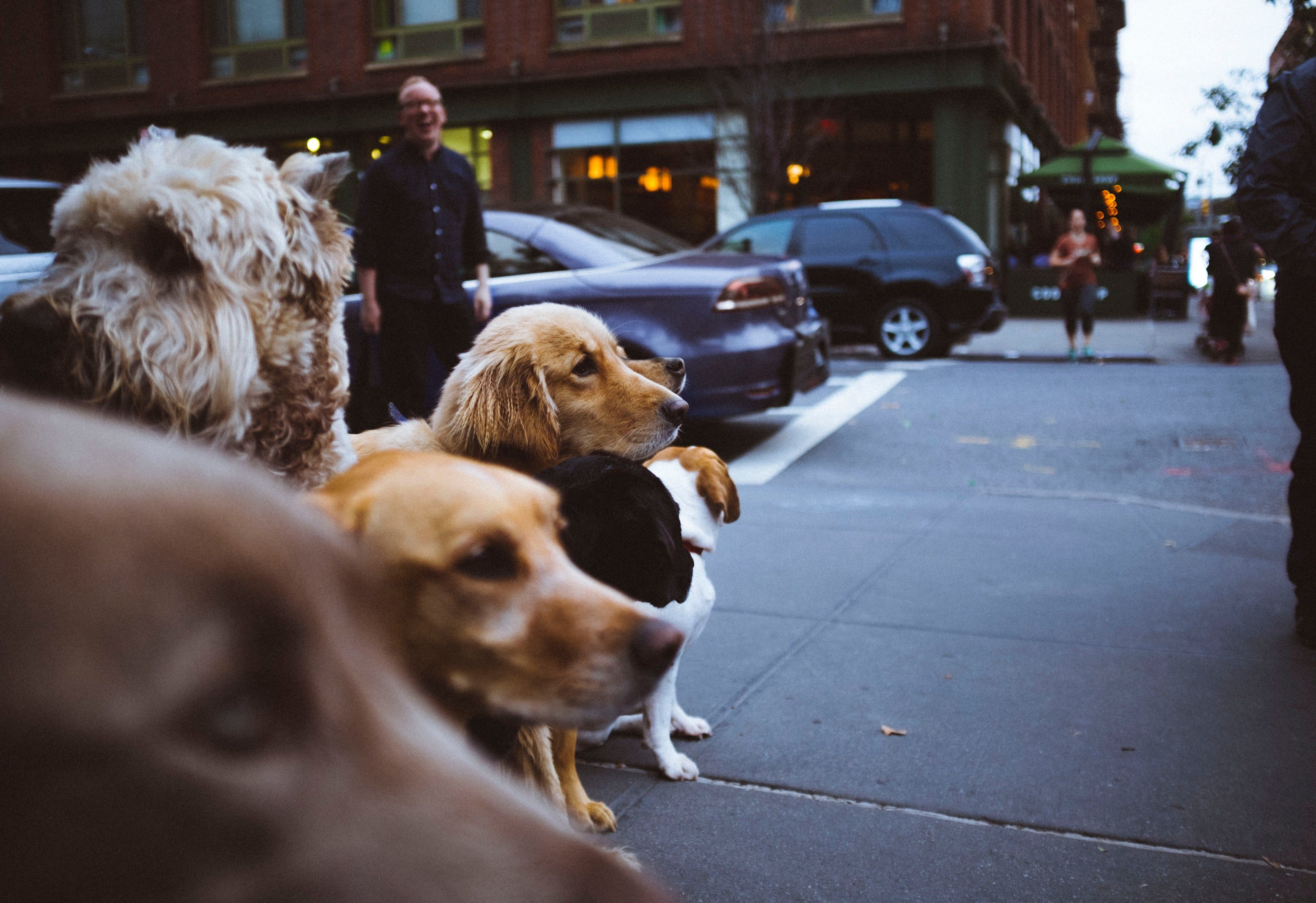 a group of dogs on the sidewalk tangled up in a very serious pack