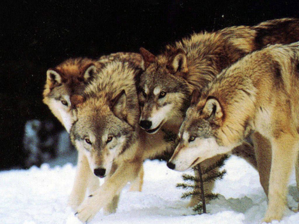 The Pack Wallpaper. Werewolf Pack