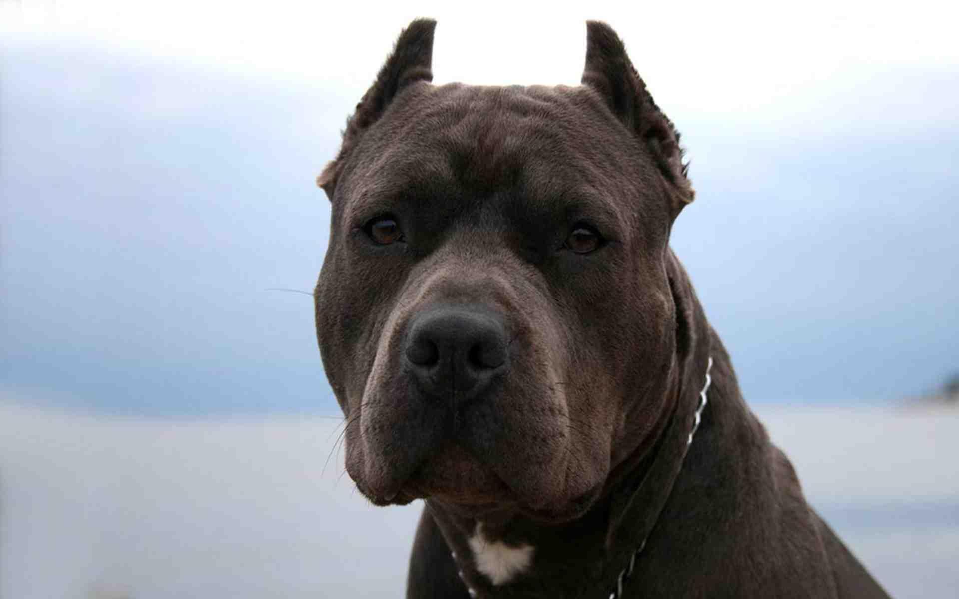 Pitbull Pack 3 Dog Wallpaper for Android