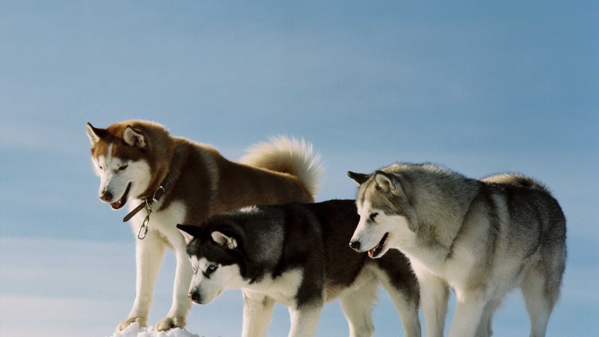 A pack of huskies from the movie eight below
