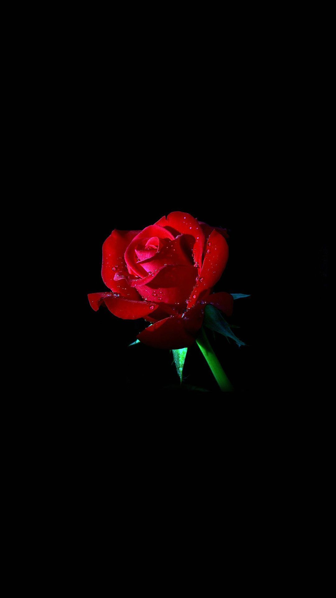 Elegant Dew Rose In Dark iPhone 8 Wallpaper. Dark wallpaper