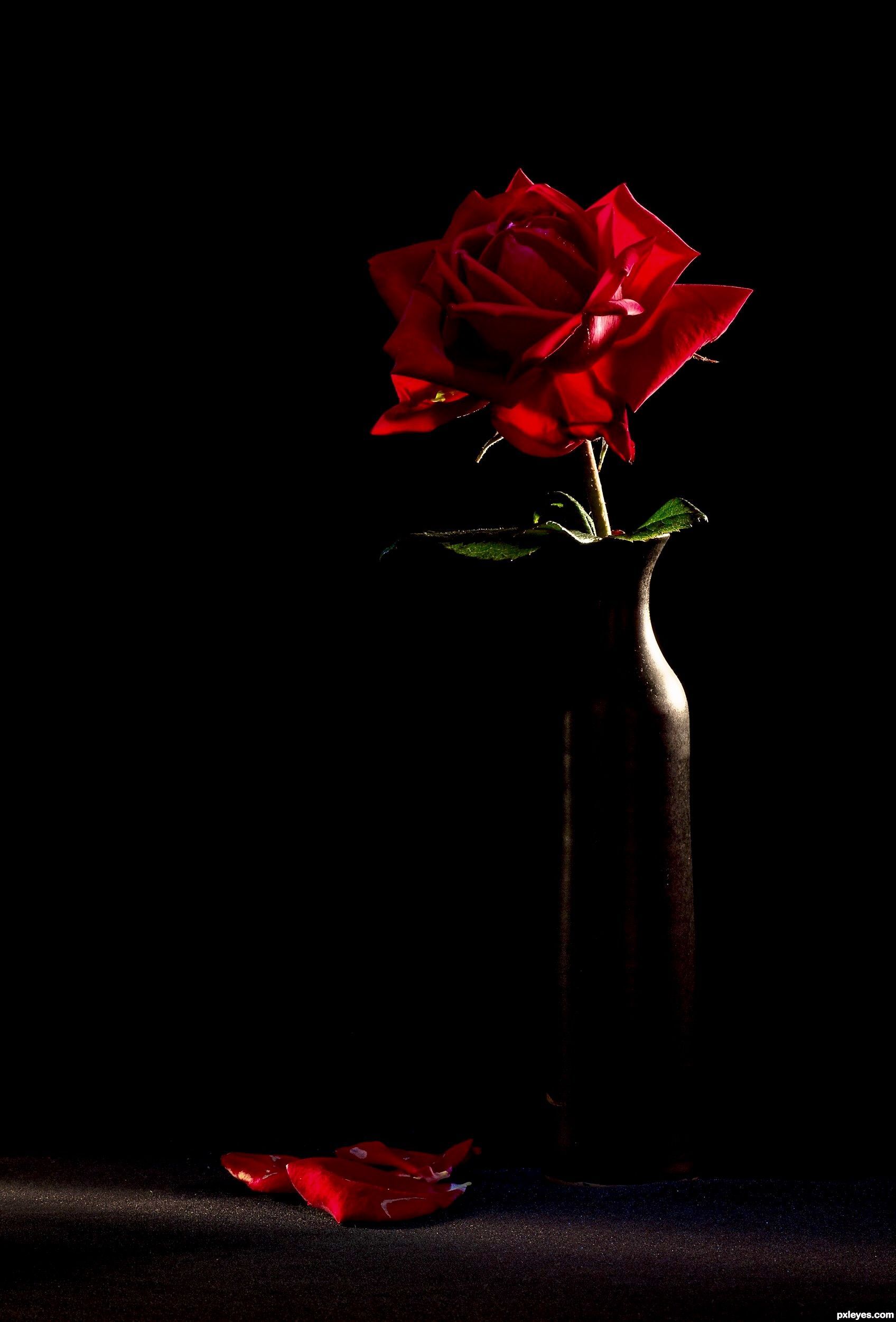 Nehir_Y. Red roses, Single rose, Beautiful flowers