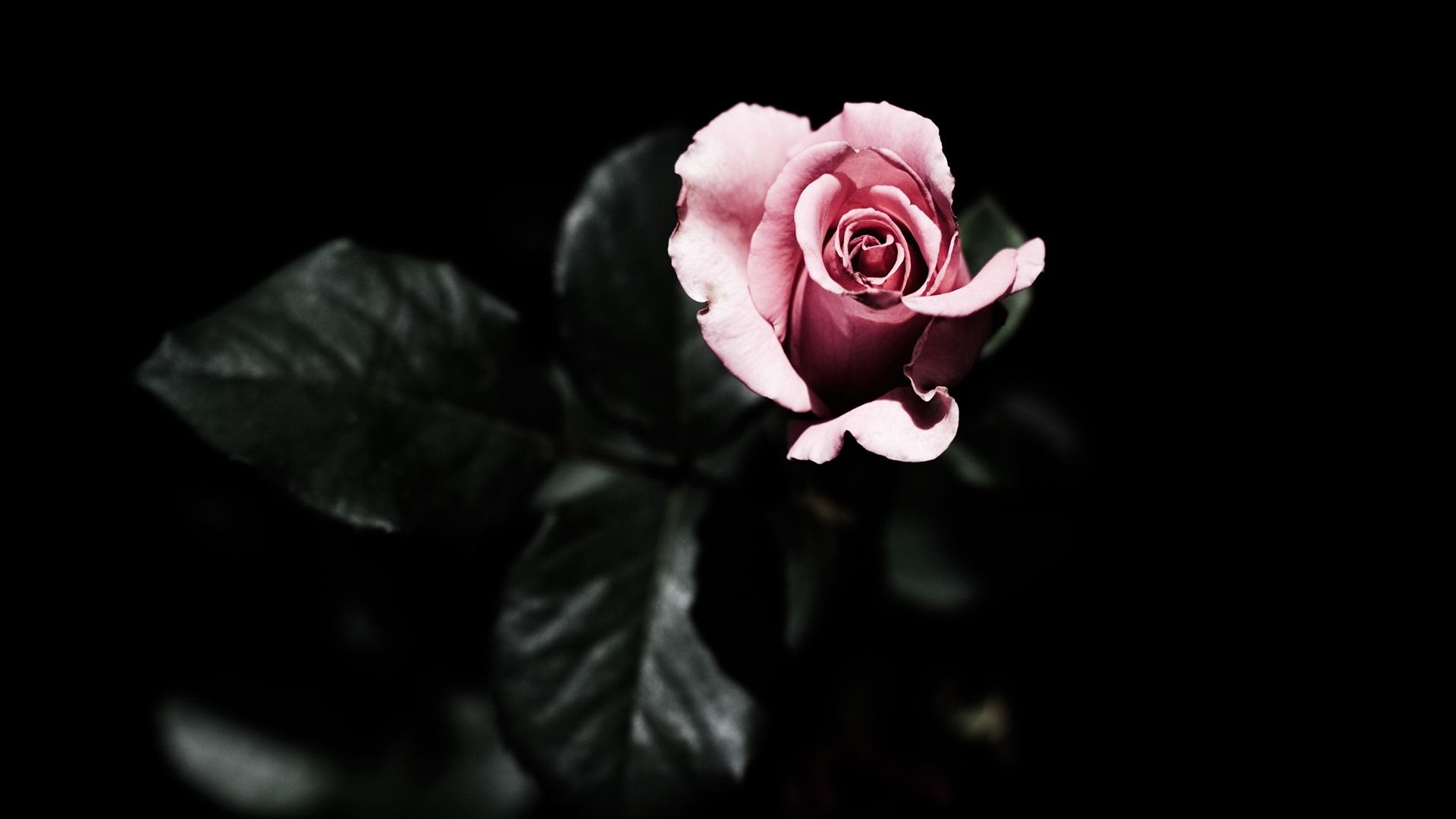 Single Rose In Darkness Wallpapers - Wallpaper Cave