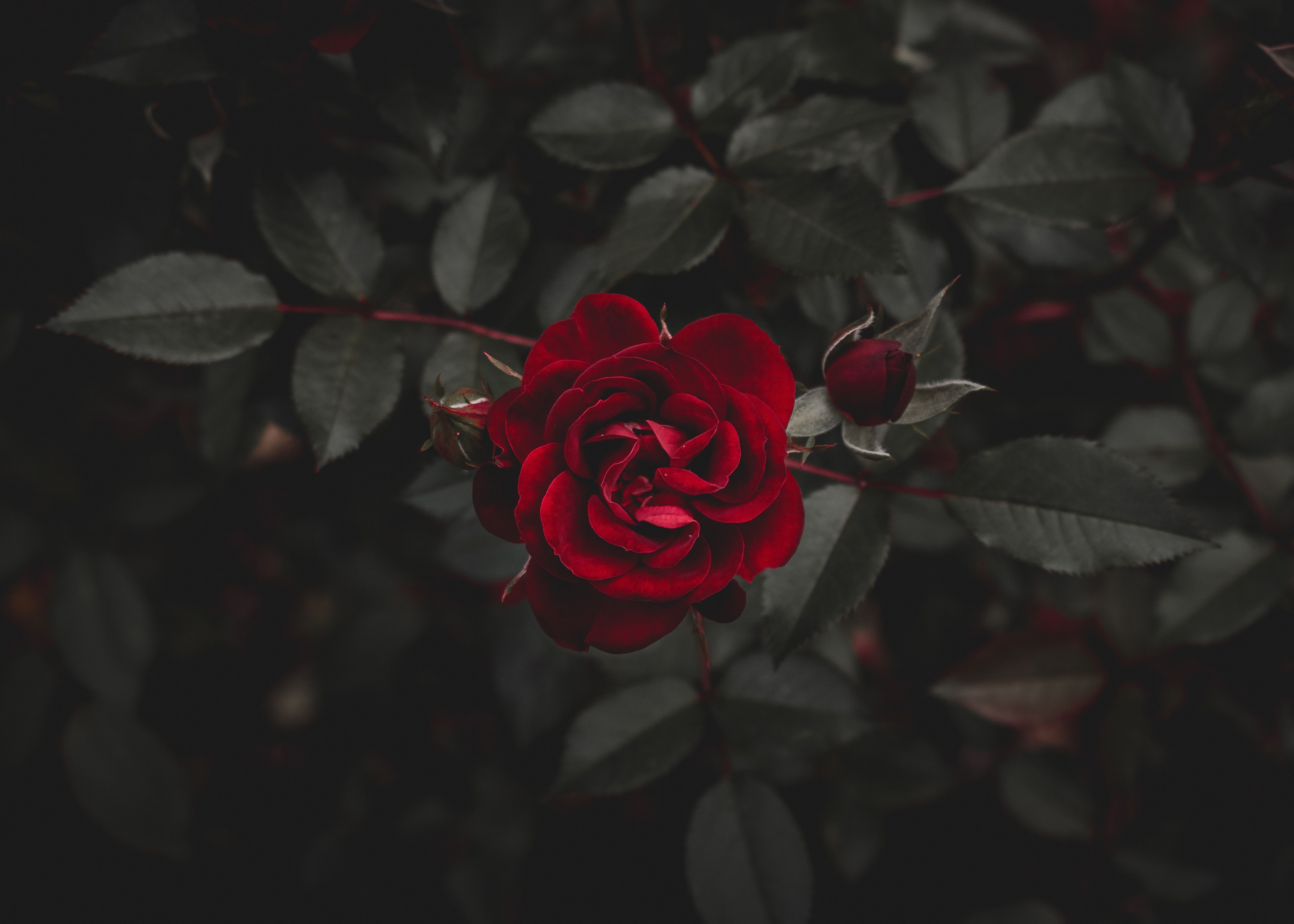 Single Rose In Darkness Wallpapers Wallpaper Cave