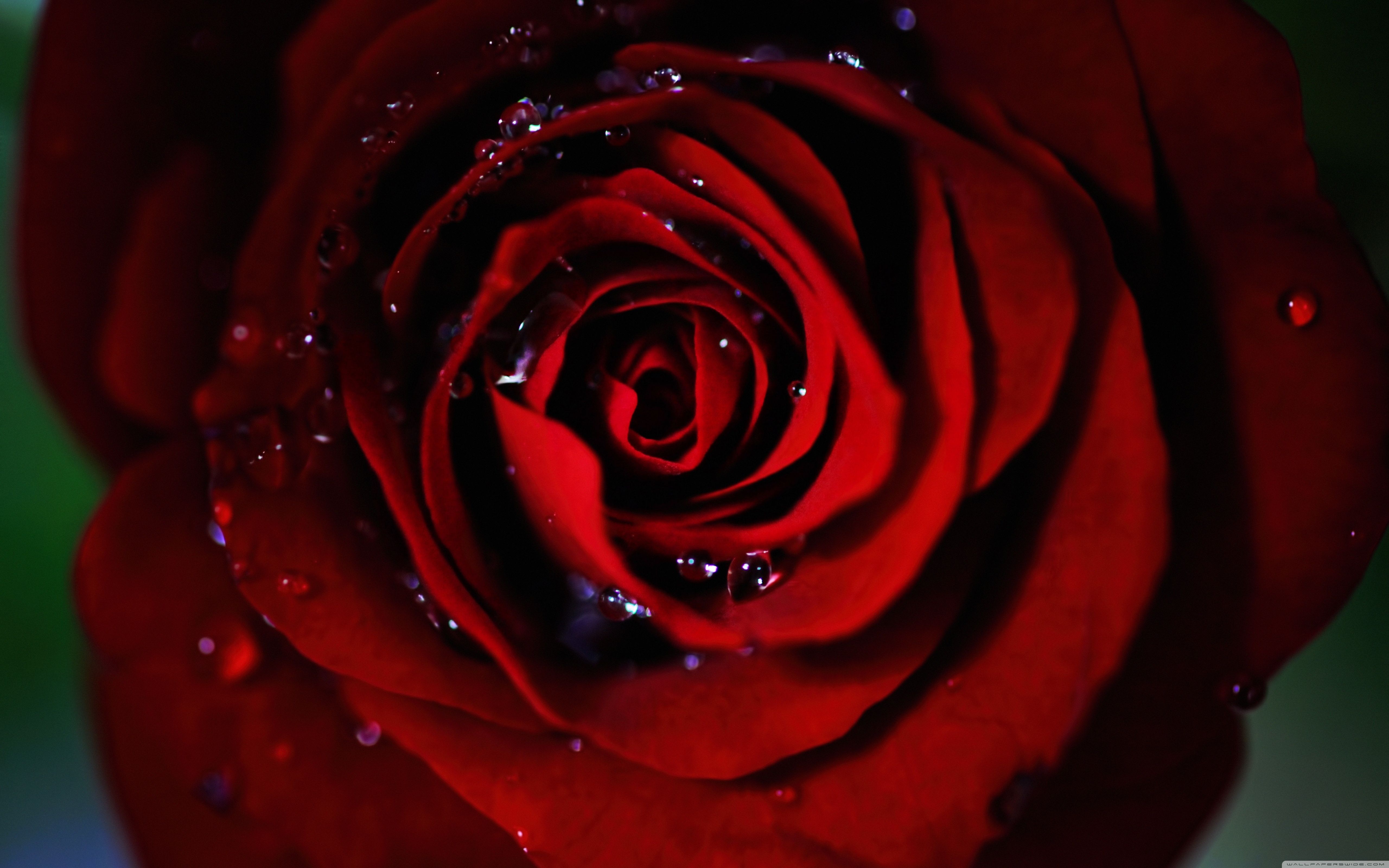 1080p Red Rose With Black Background HD Wallpaper
