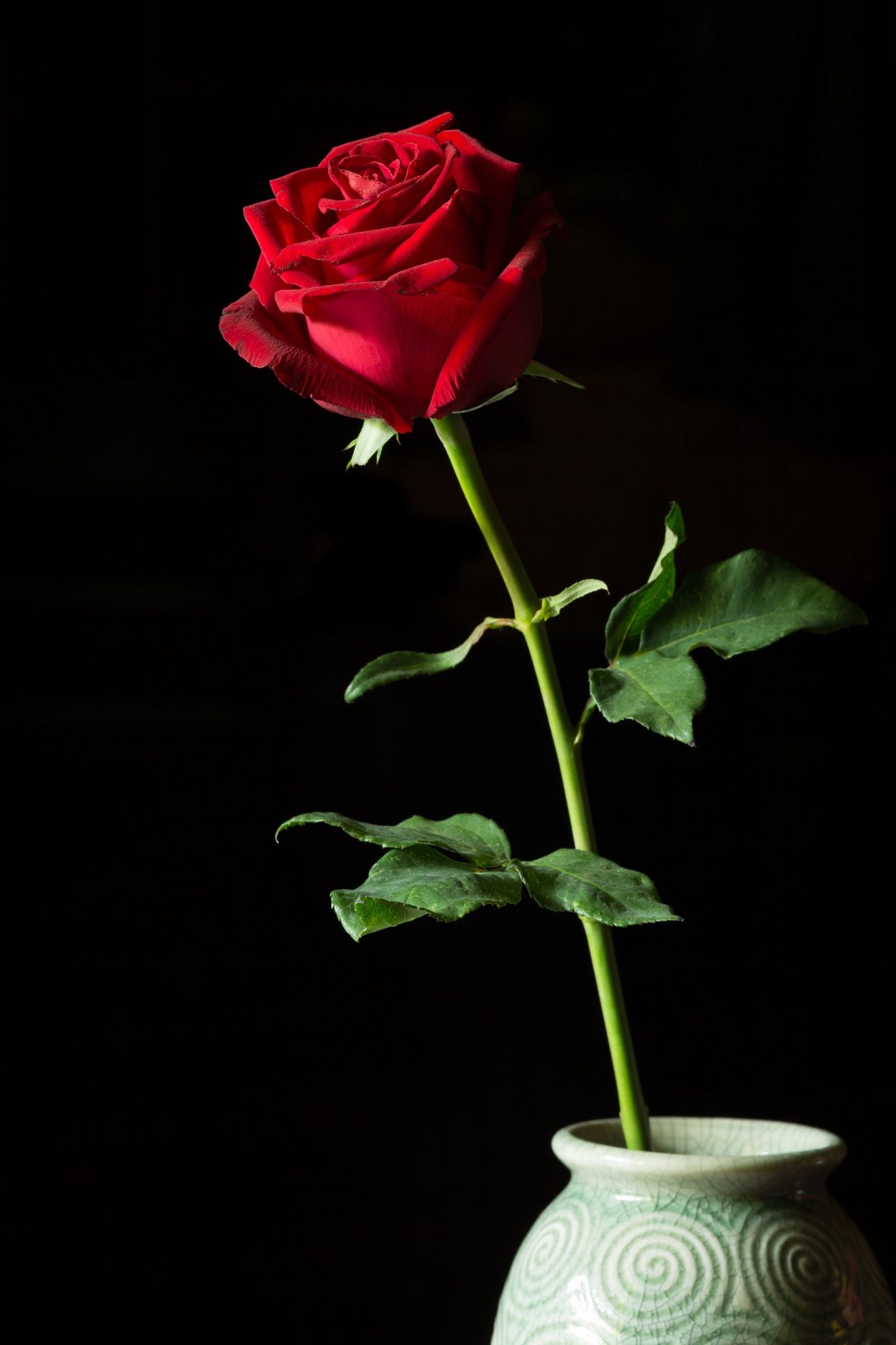 Single red rose in vase isolated on black. Red rose picture
