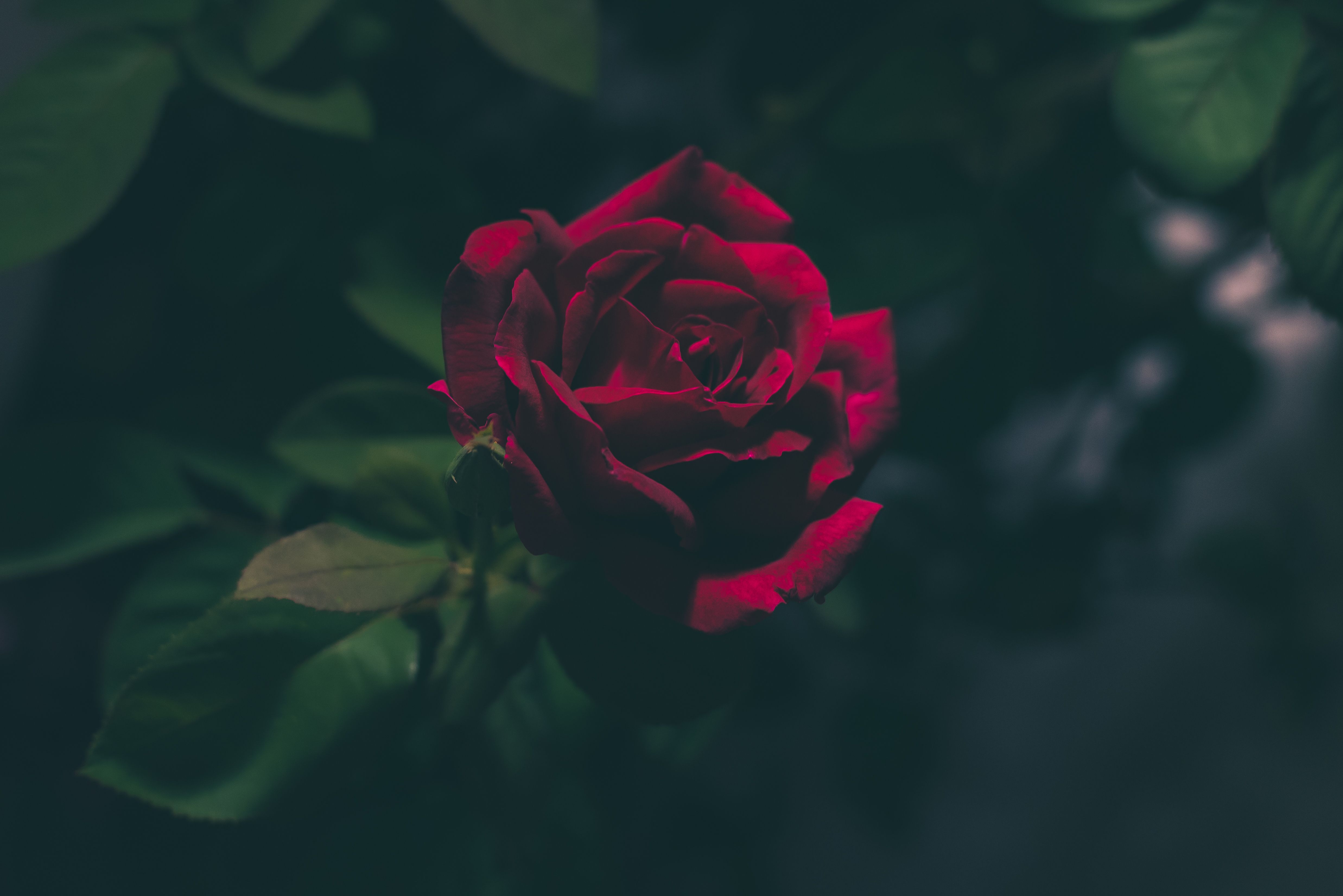 Rose Bud Dark Red Rose Hd, Download Wallpaper on Jakpost