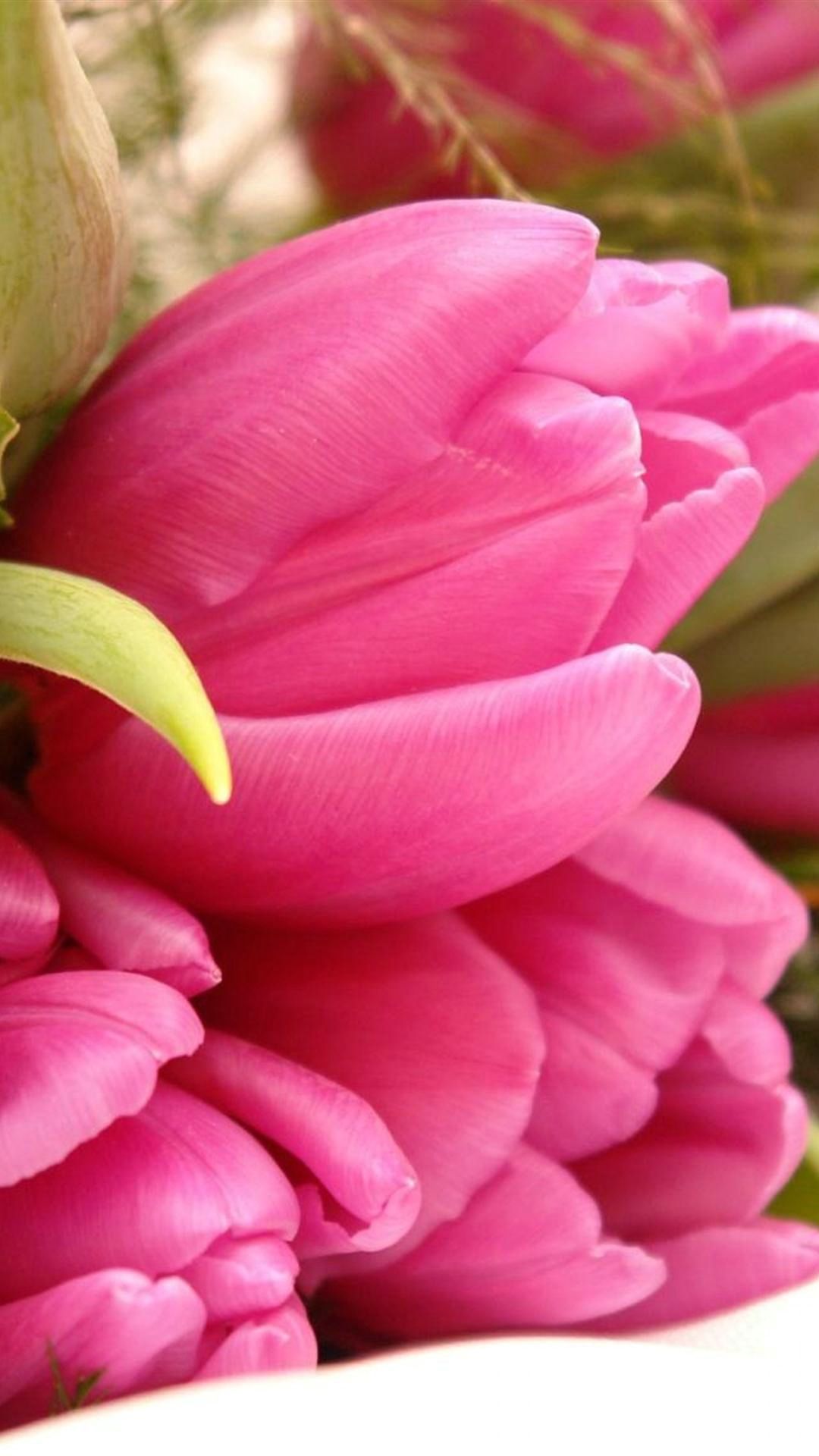 Flower Pink Nature Wallpaper HD