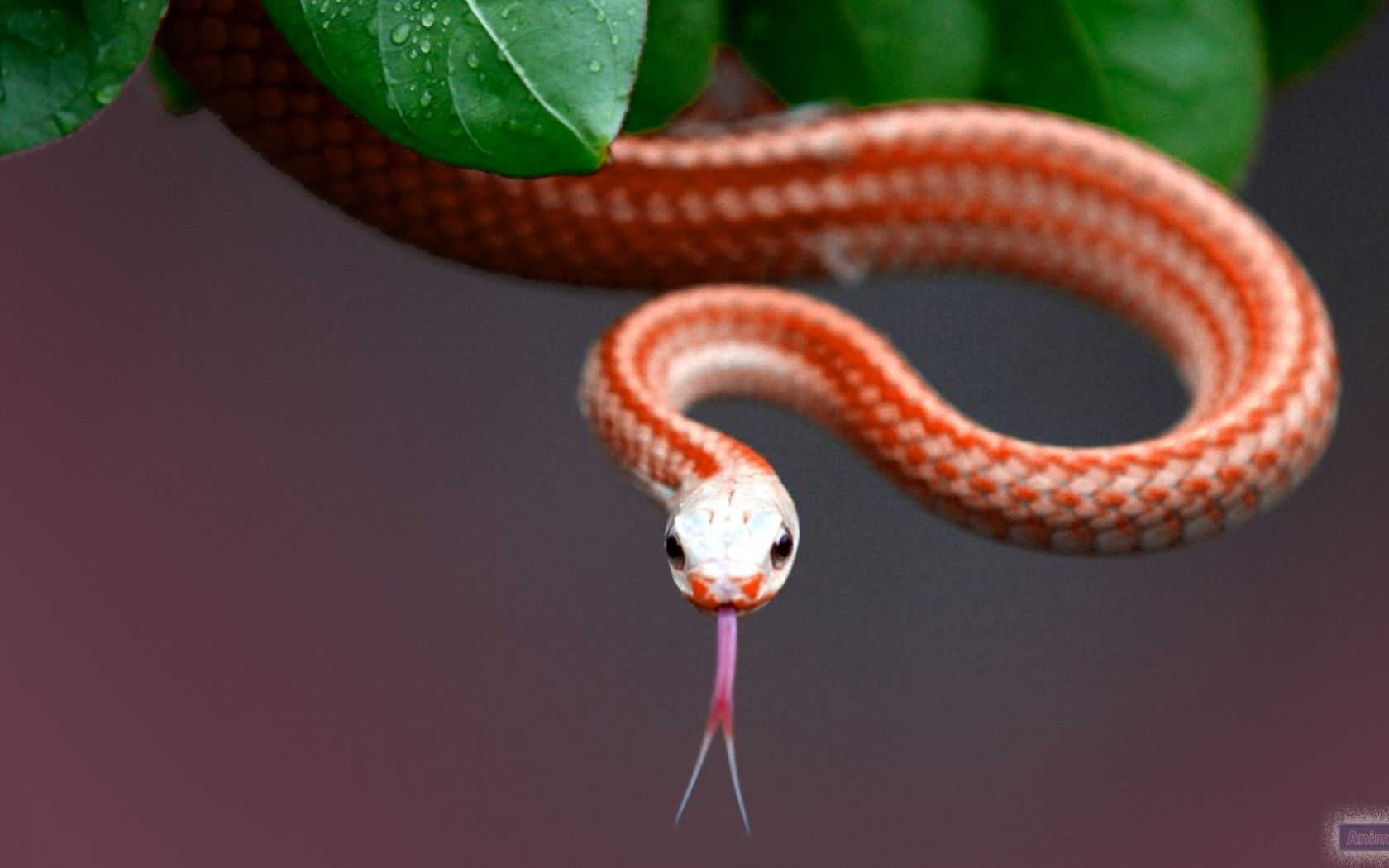 Free download snake wallpaper for desktop snake wallpaper snakes
